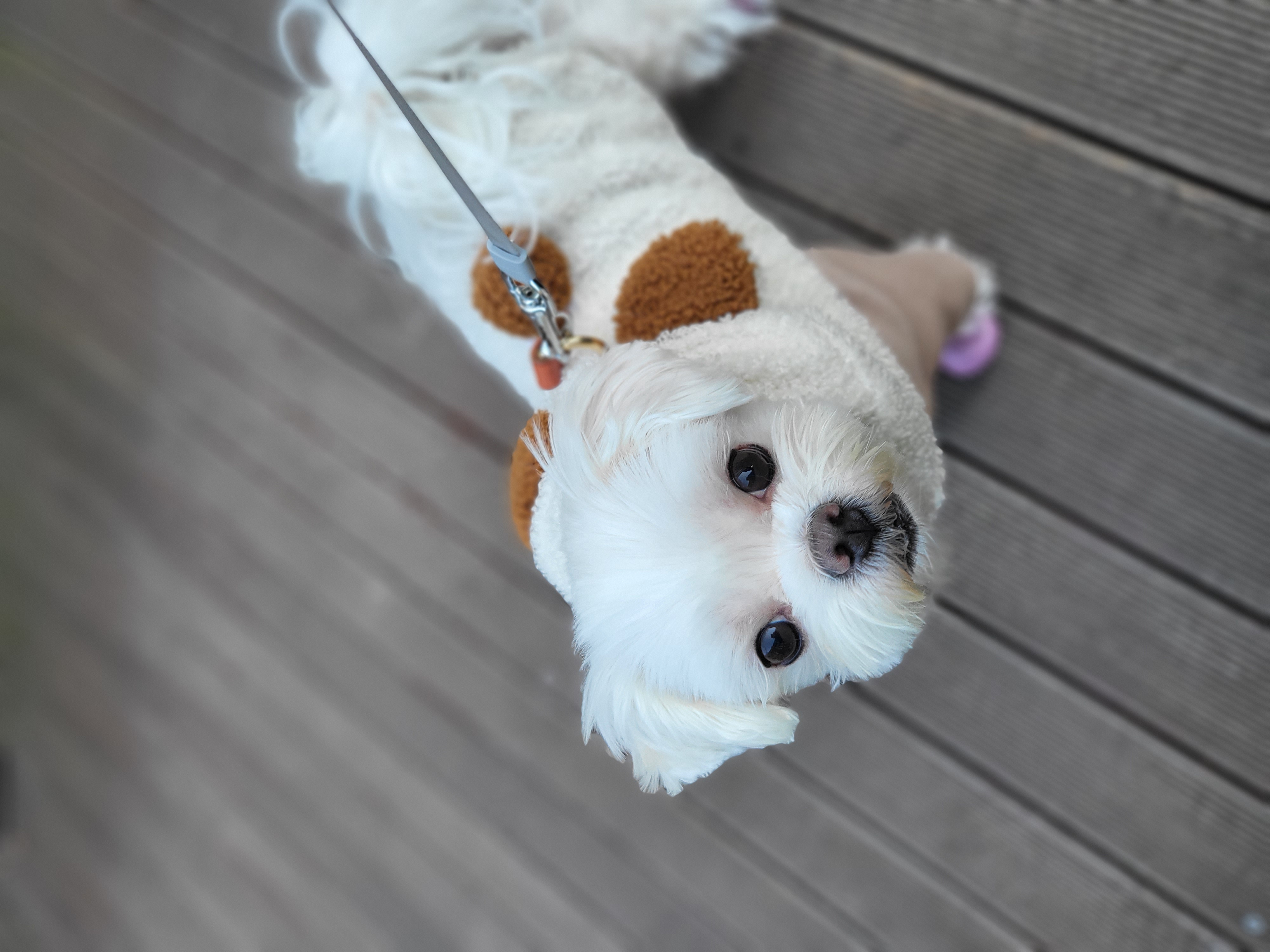 나나(햇살이) 잘 지내고 있어요 ^^