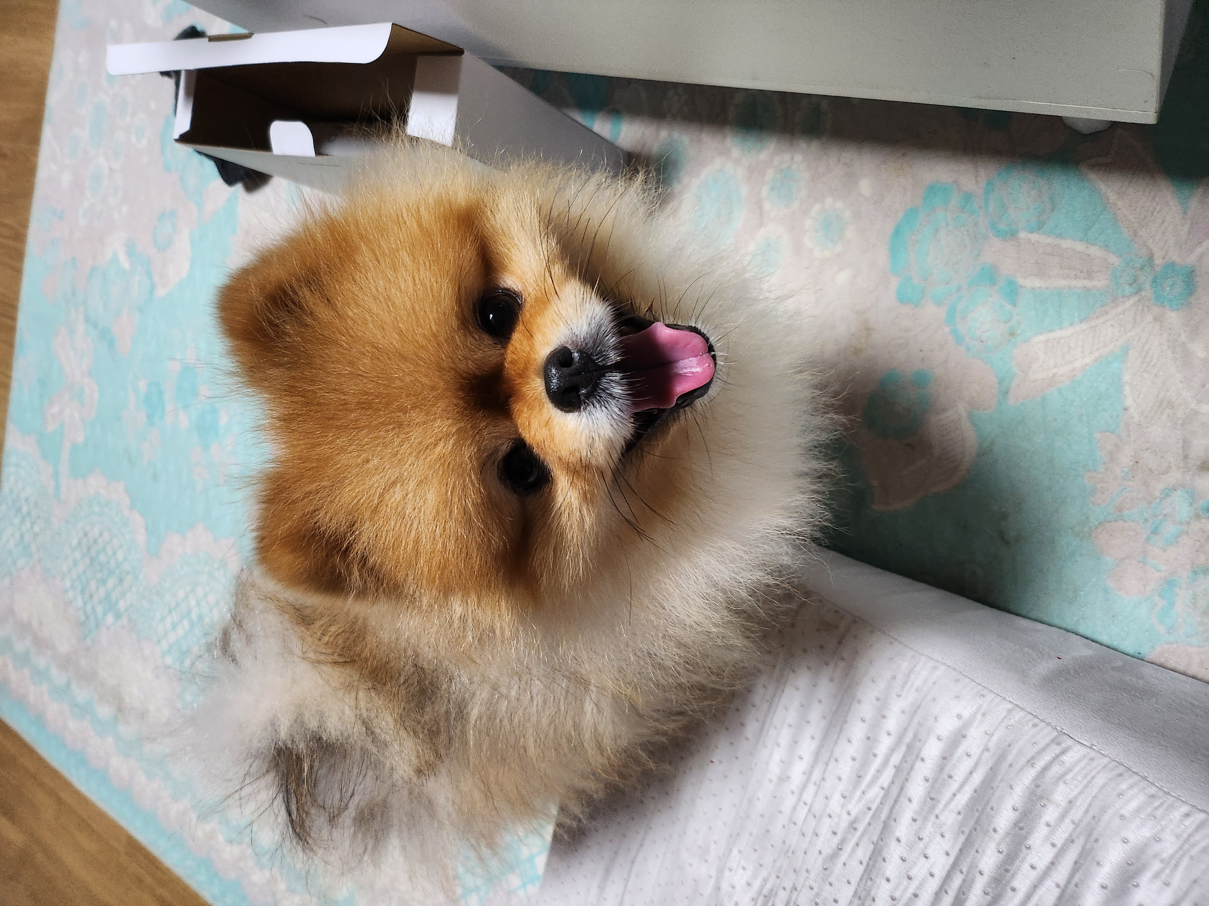 울 뽀야랑 가족이 된 지 어언 5년이 넘었어요