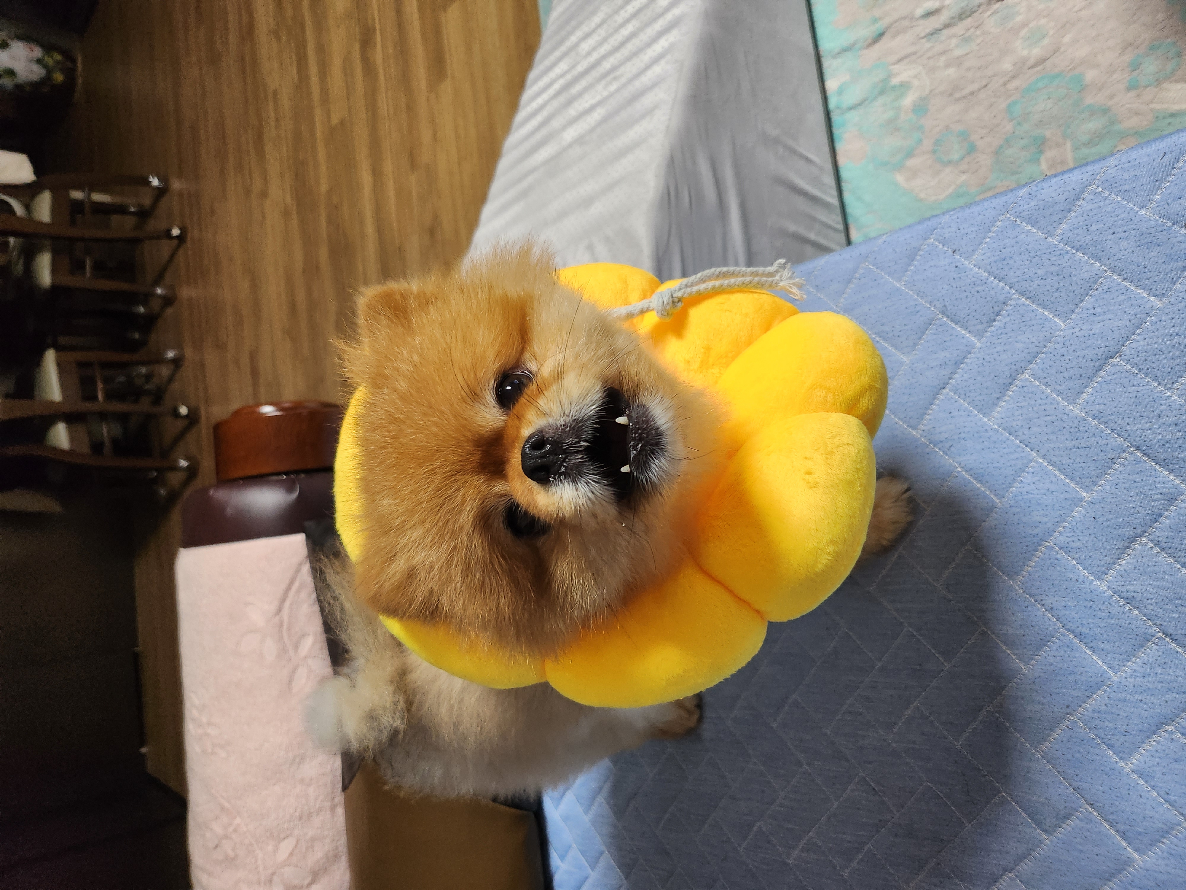 울 뽀야랑 가족이 된 지 어언 5년이 넘었어요