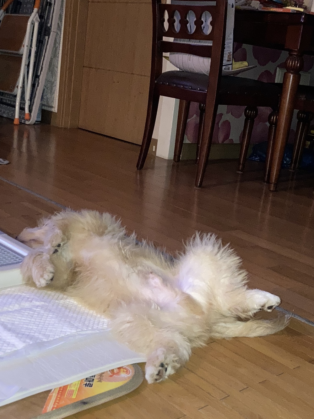 무럭무럭 잘 자라고 있는 버거(금빛이)