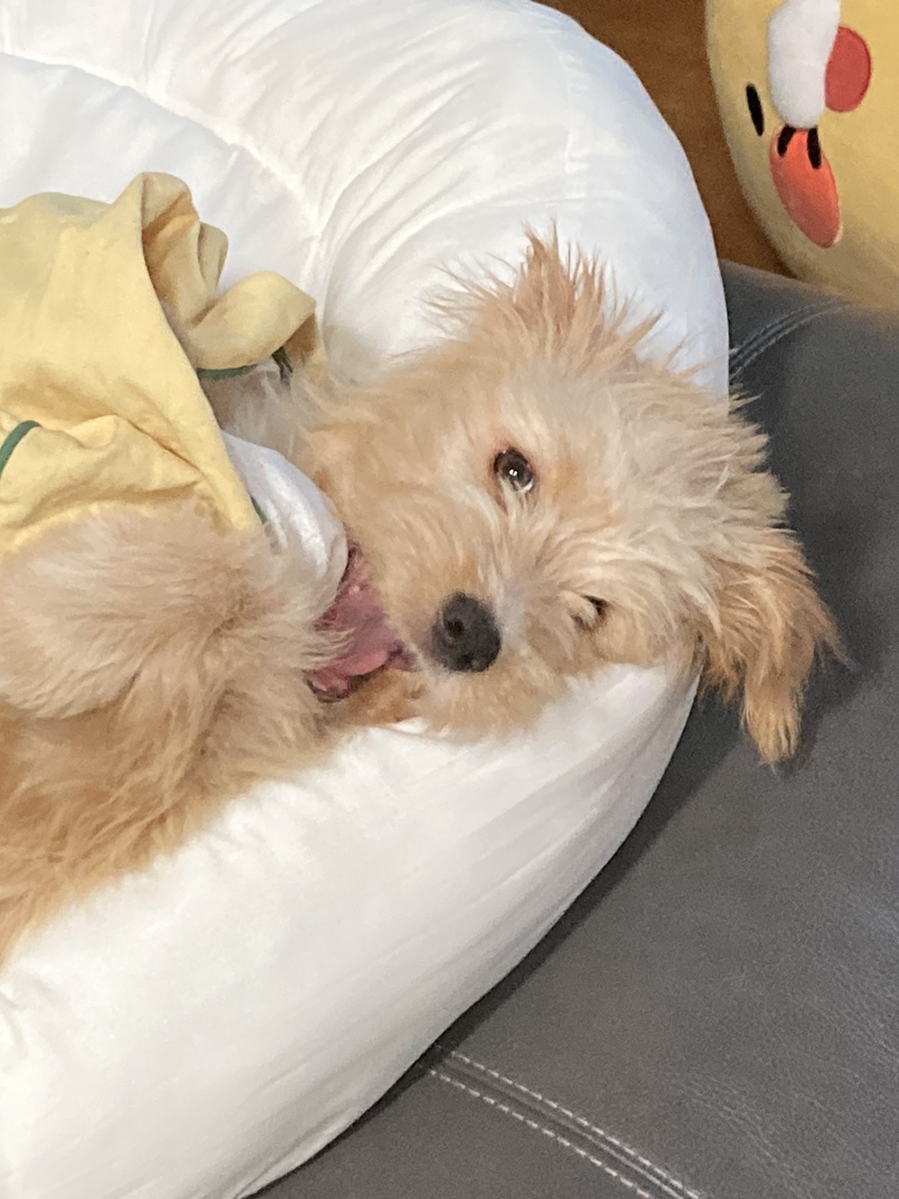 무럭무럭 잘 자라고 있는 버거(금빛이)