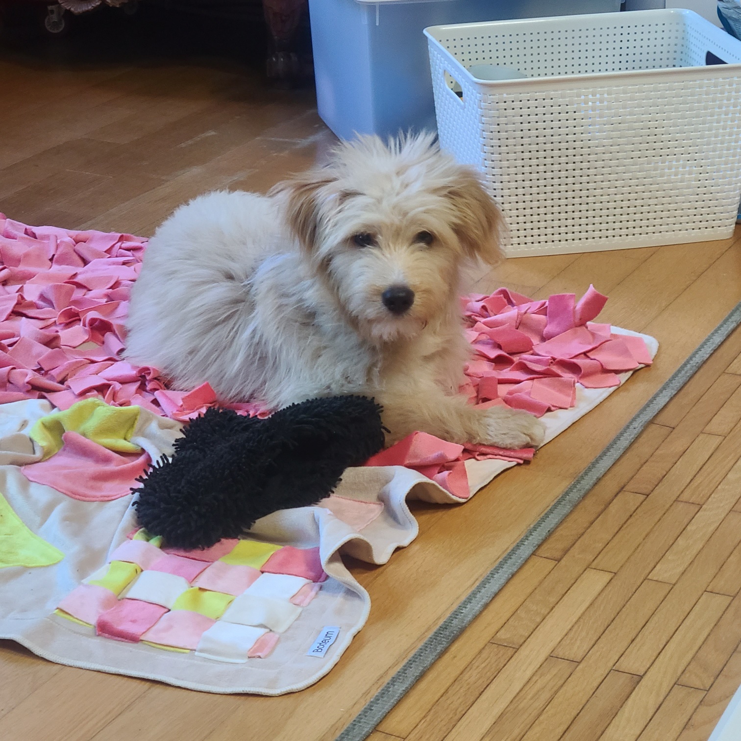 무럭무럭 잘 자라고 있는 버거(금빛이)