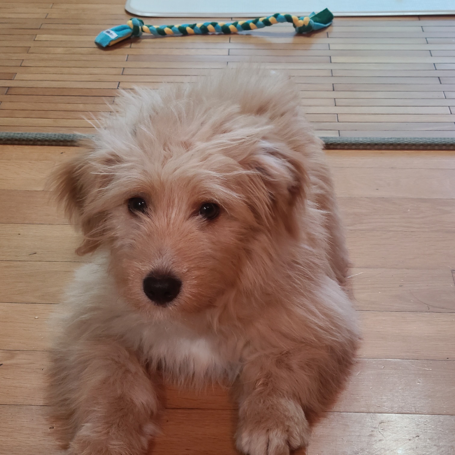 무럭무럭 잘 자라고 있는 버거(금빛이)