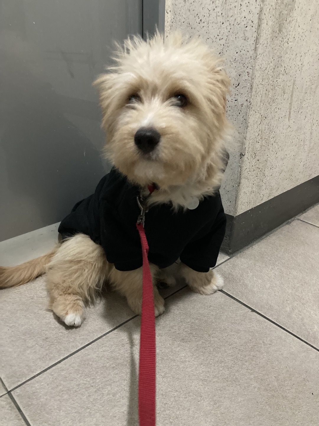 무럭무럭 잘 자라고 있는 버거(금빛이)