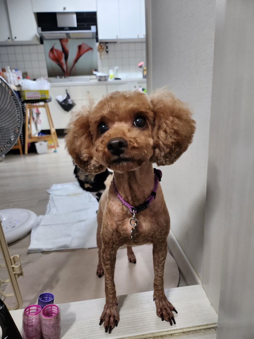 몽글(구, 랩몬)이와 하루 그리고 이슬이 살아가는 이야기