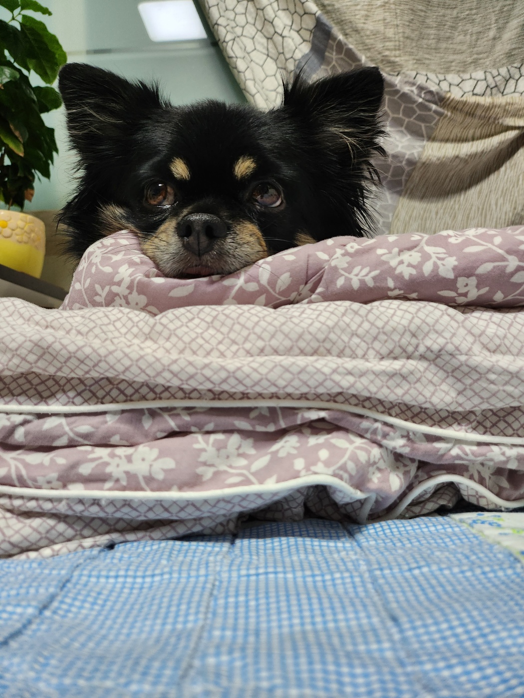 몽글(구, 랩몬)이와 하루 그리고 이슬이 살아가는 이야기