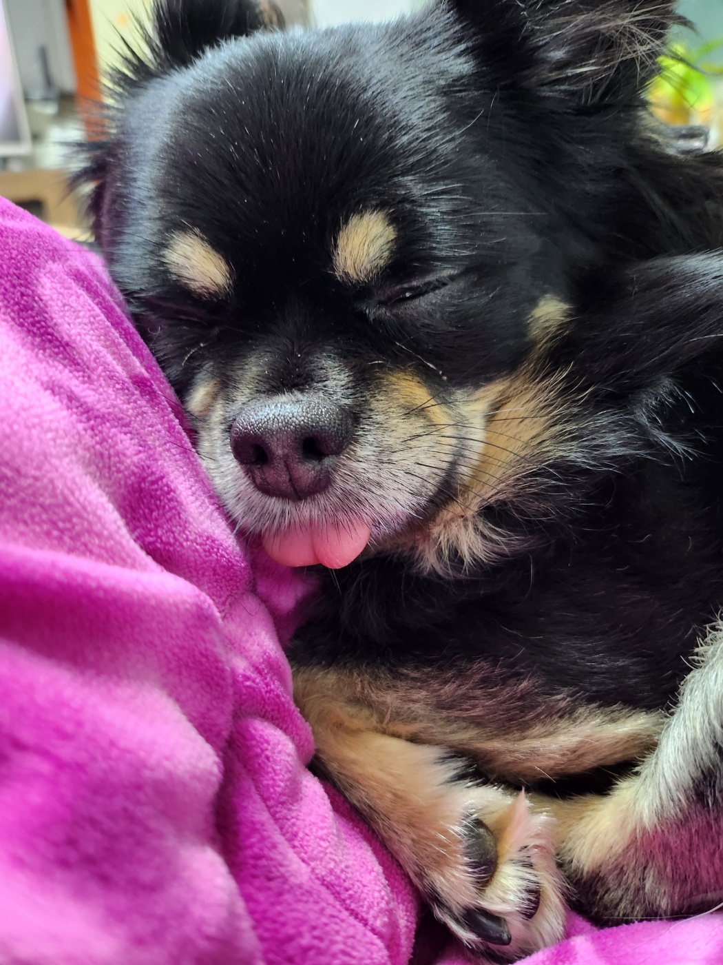 몽글(구, 랩몬)이와 하루 그리고 이슬이 살아가는 이야기