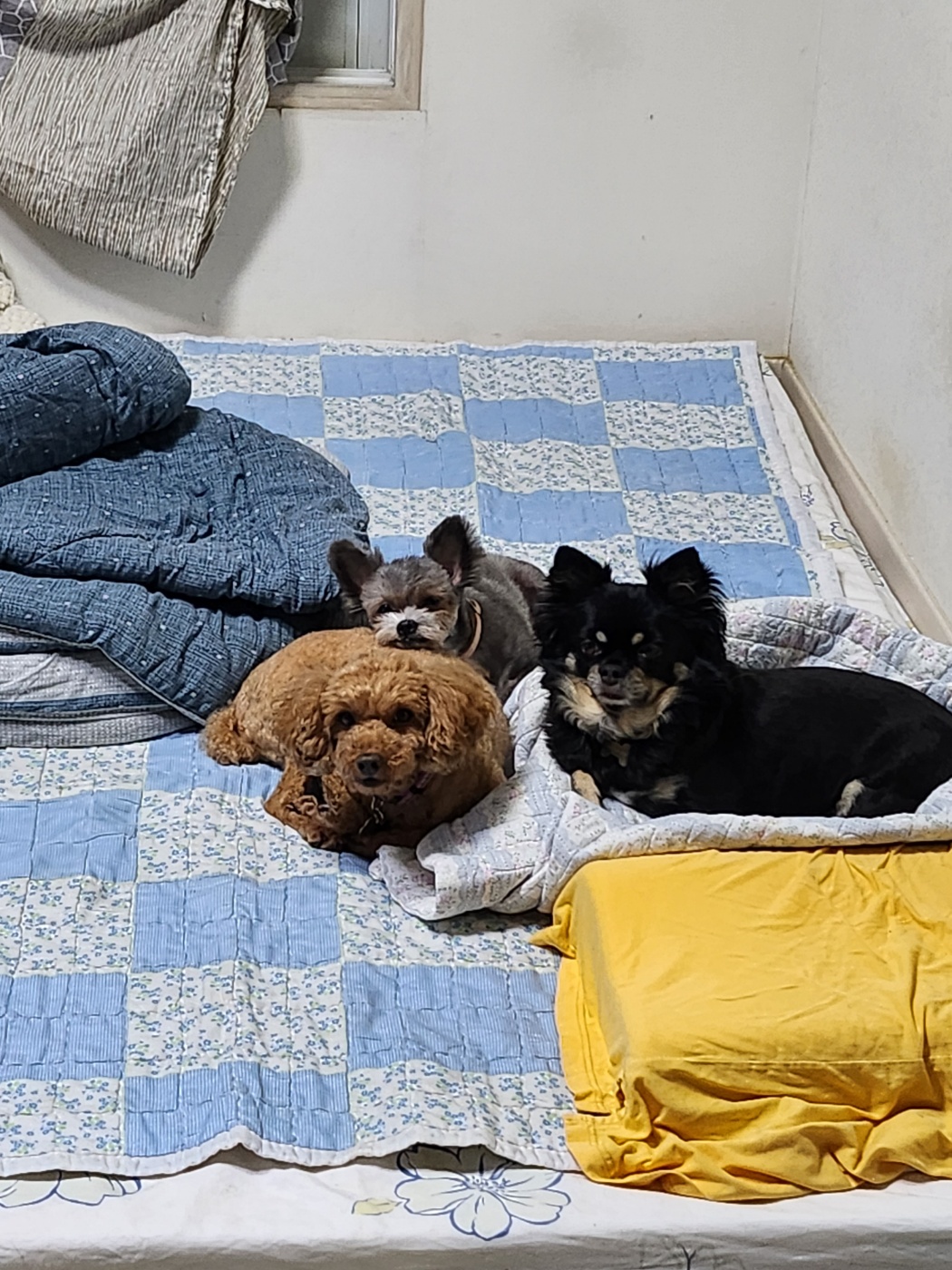 몽글(구, 랩몬)이와 하루 그리고 이슬이 살아가는 이야기