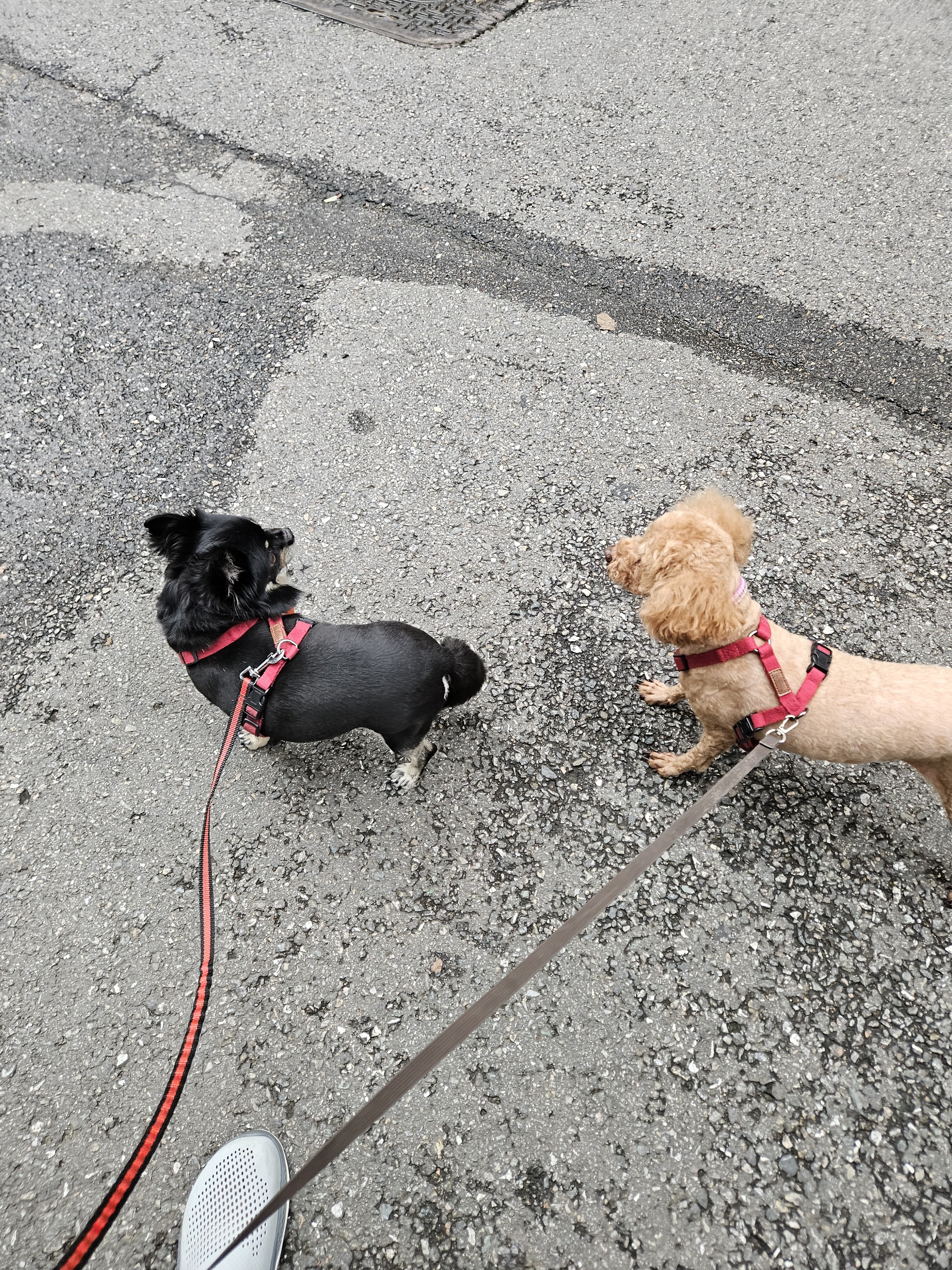 몽글(구, 랩몬)이와 하루 그리고 이슬이 살아가는 이야기