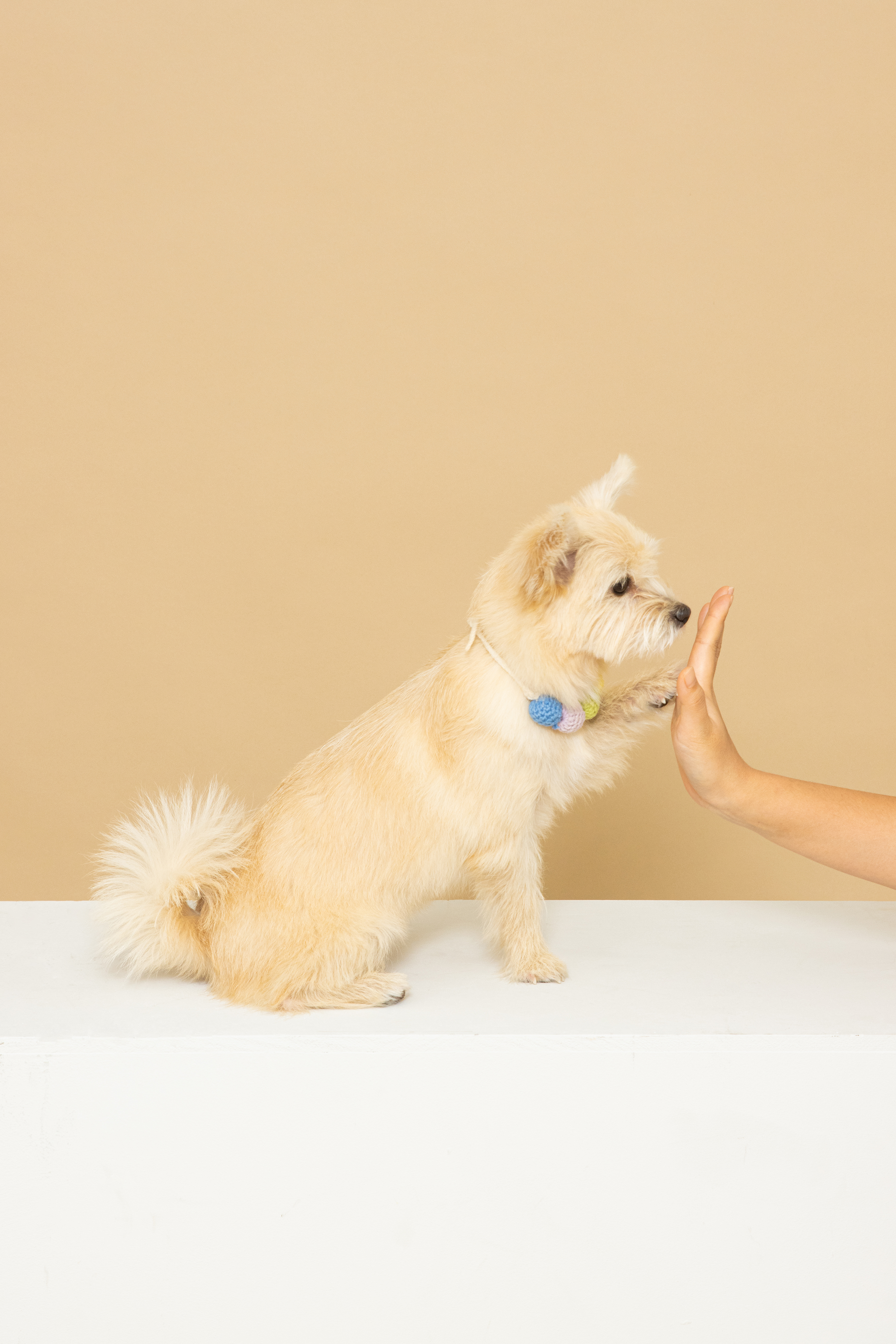 토리(소이)와 가족이 된 지 1년