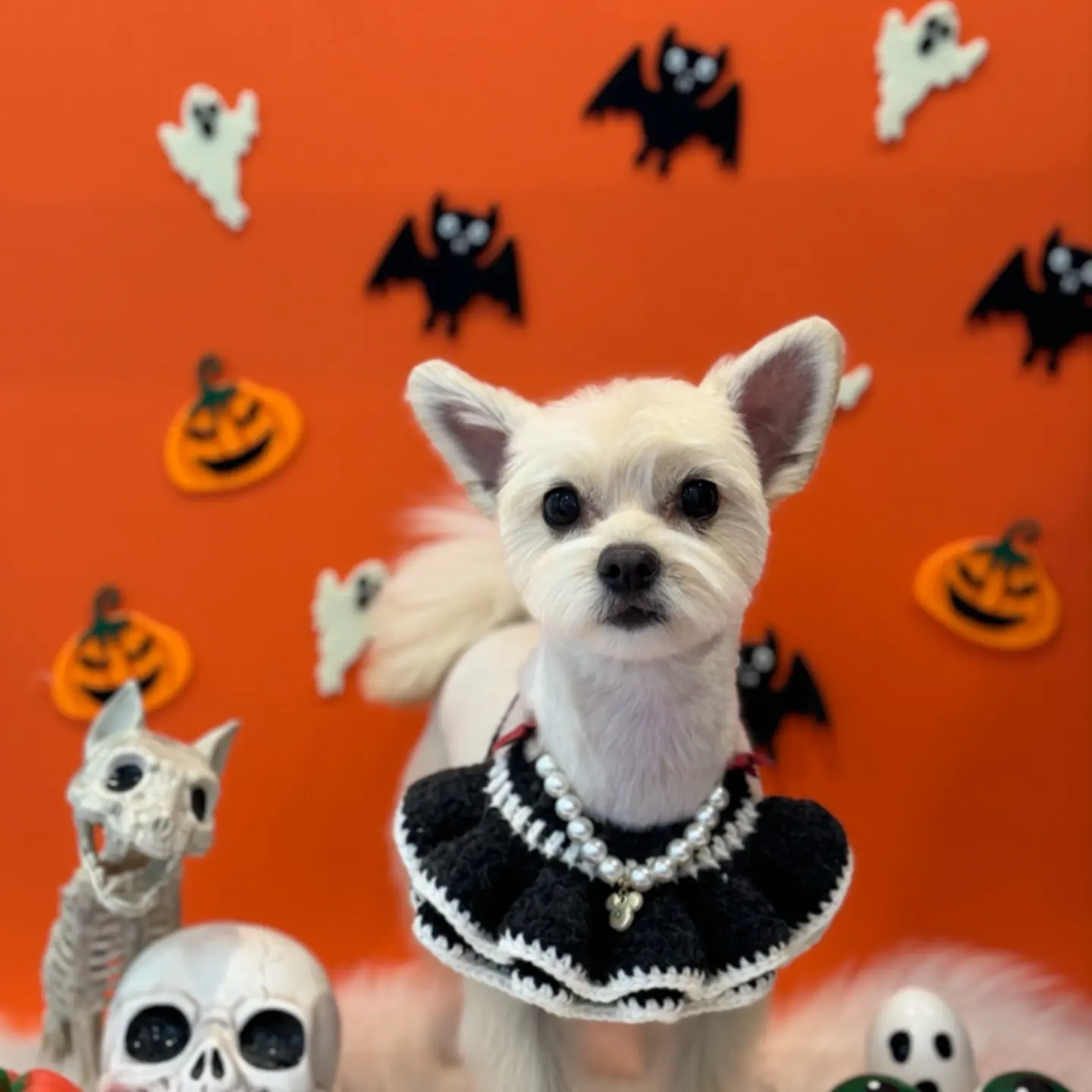 토리(소이)와 가족이 된 지 1년