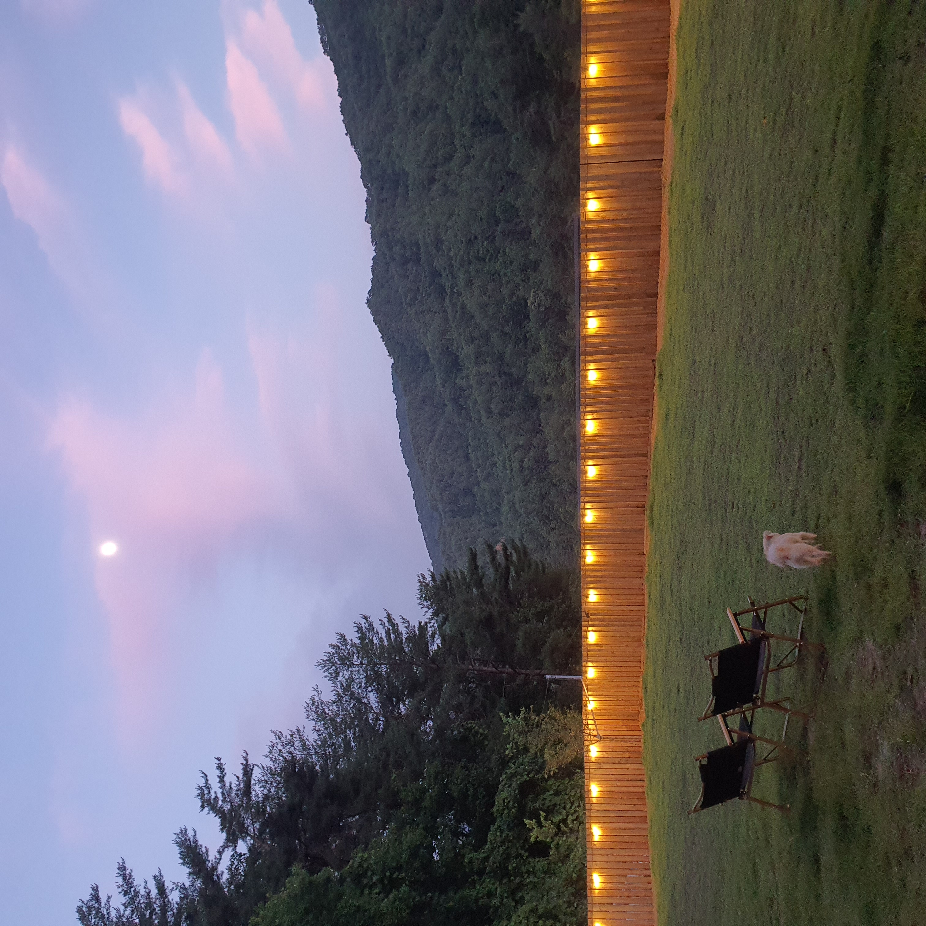 토리(소이)와 가족이 된 지 1년