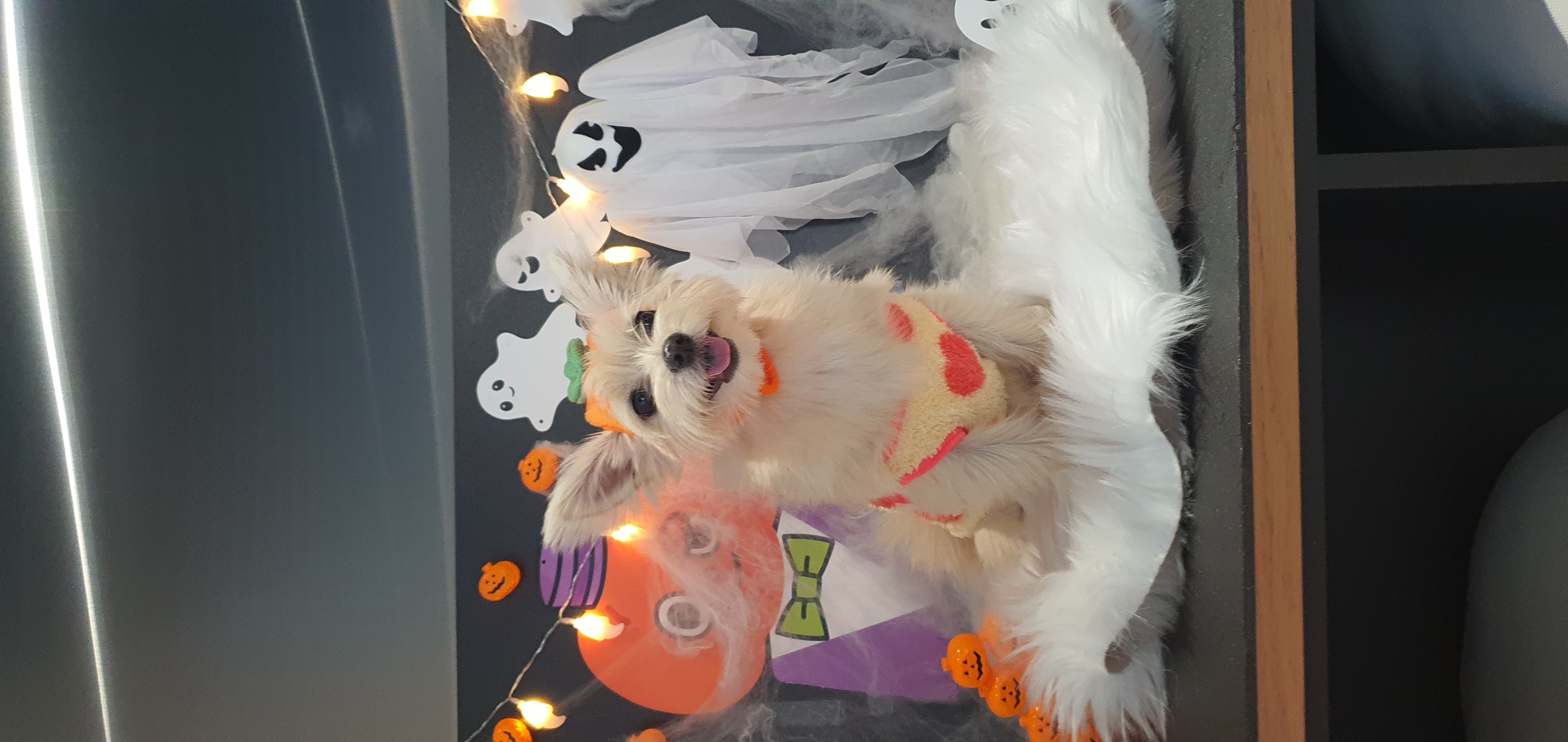 토리(소이)와 가족이 된 지 1년