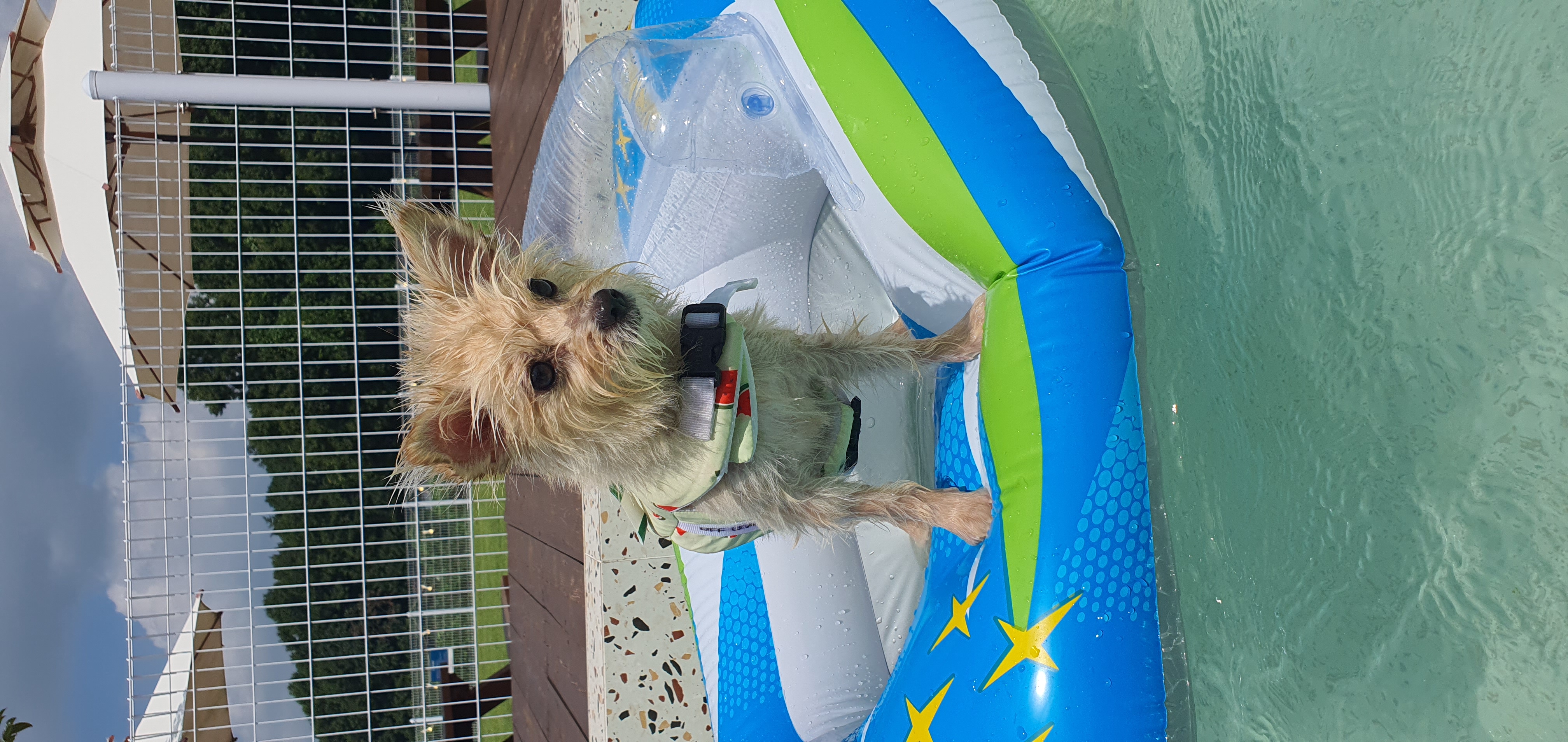 토리(소이)와 가족이 된 지 1년