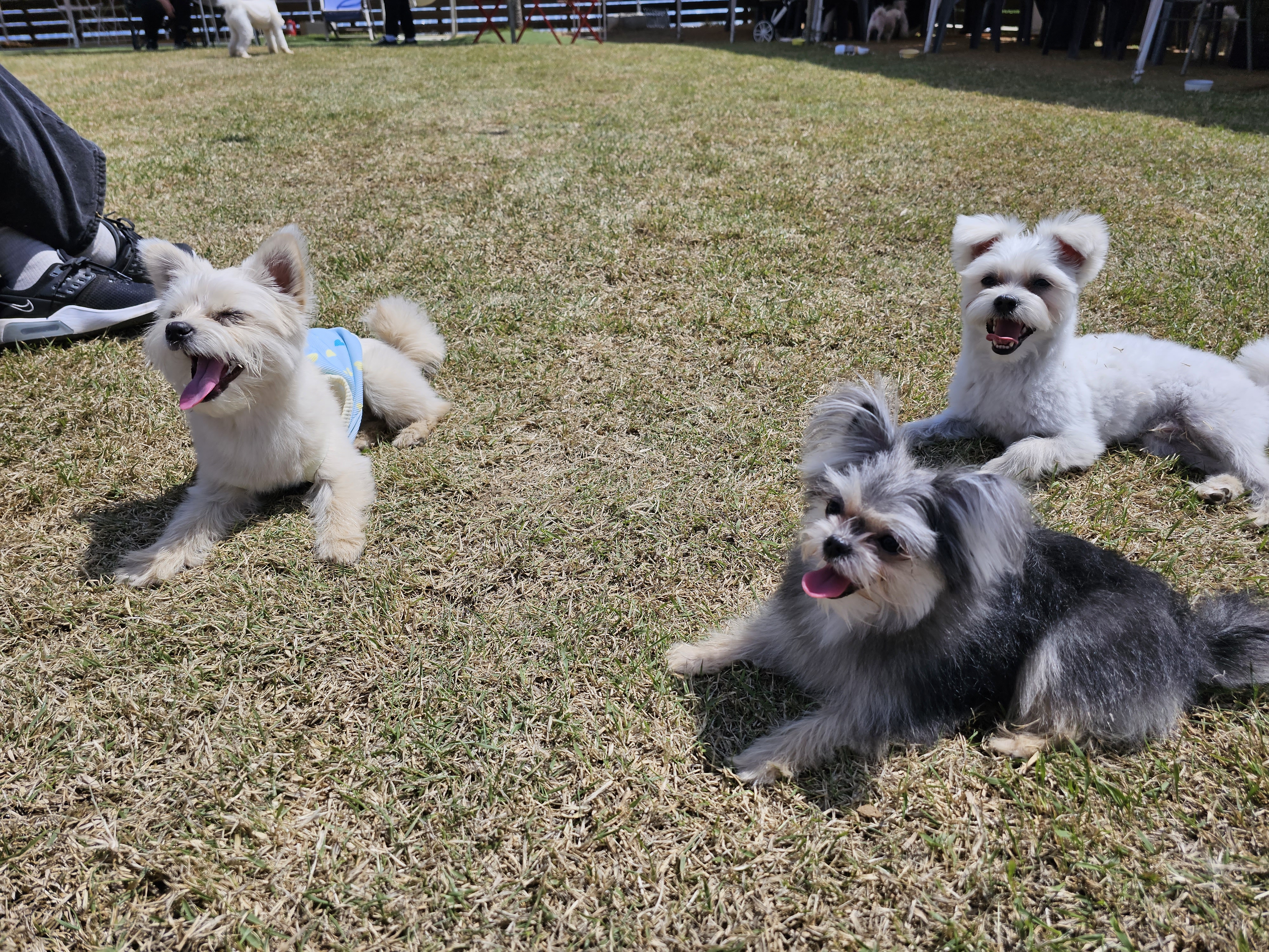 토리(소이)와 가족이 된 지 1년