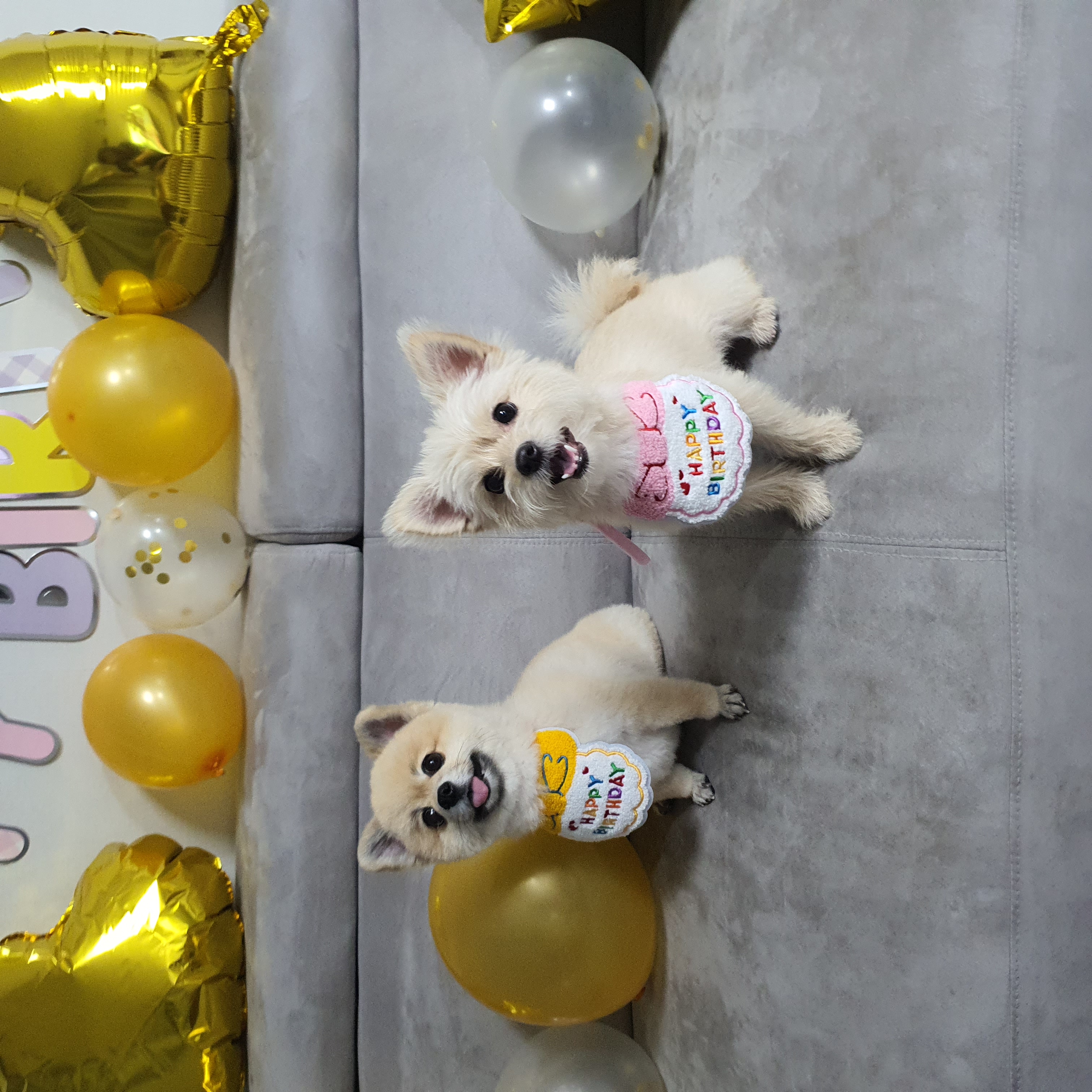 토리(소이)와 가족이 된 지 1년