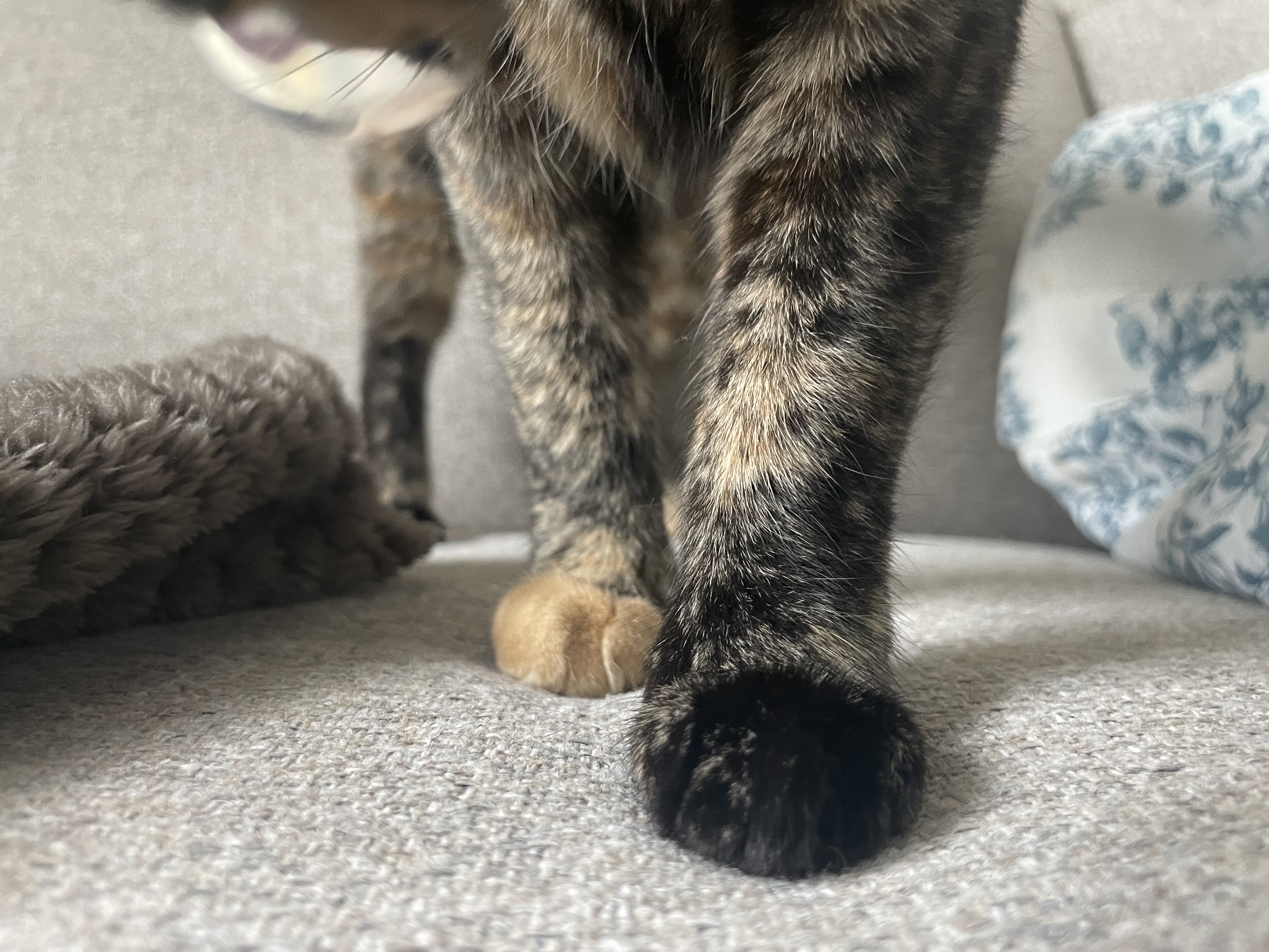 (전)고롱(현)미쯔 입양세달후기