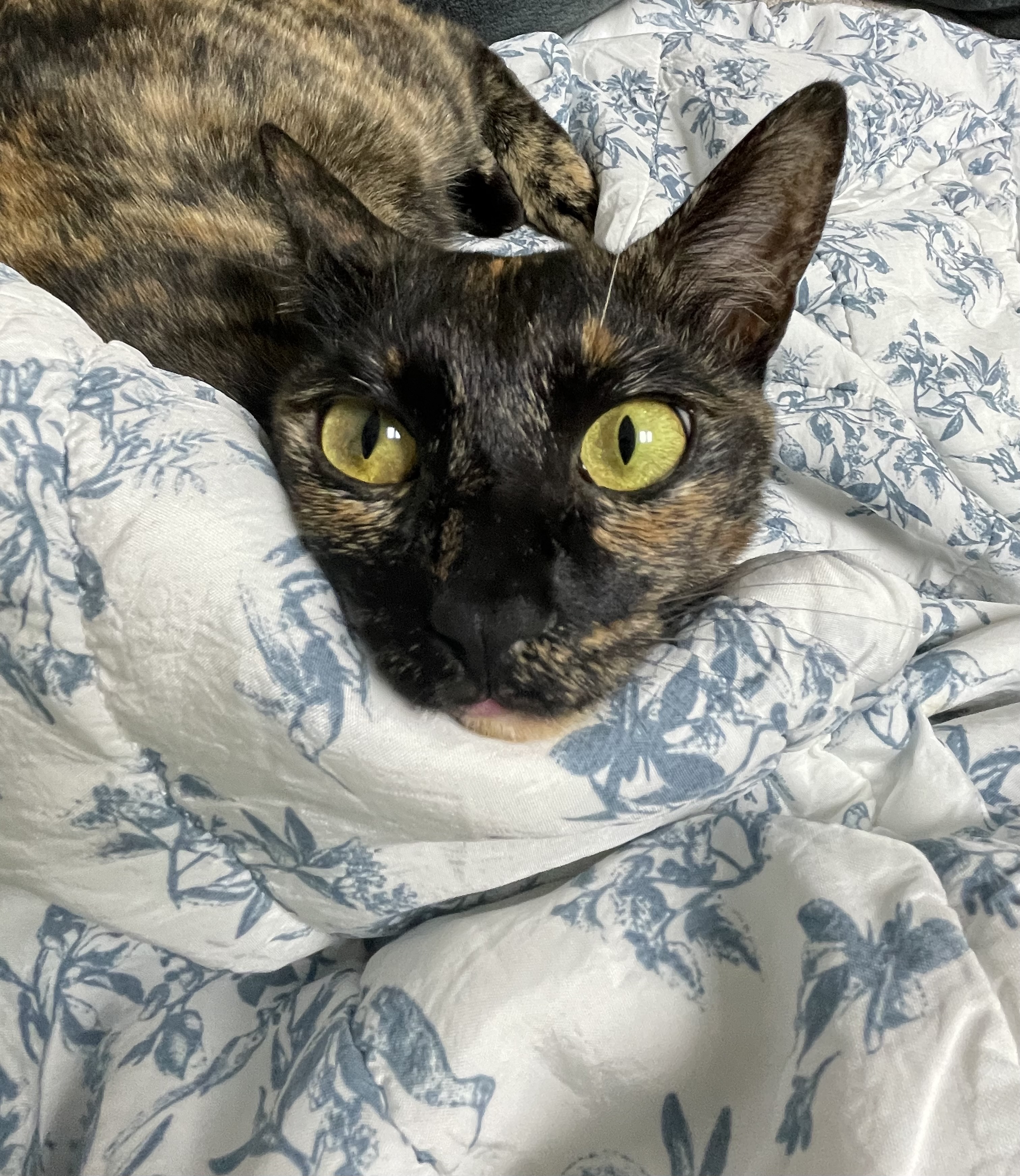 (전)고롱(현)미쯔 입양세달후기