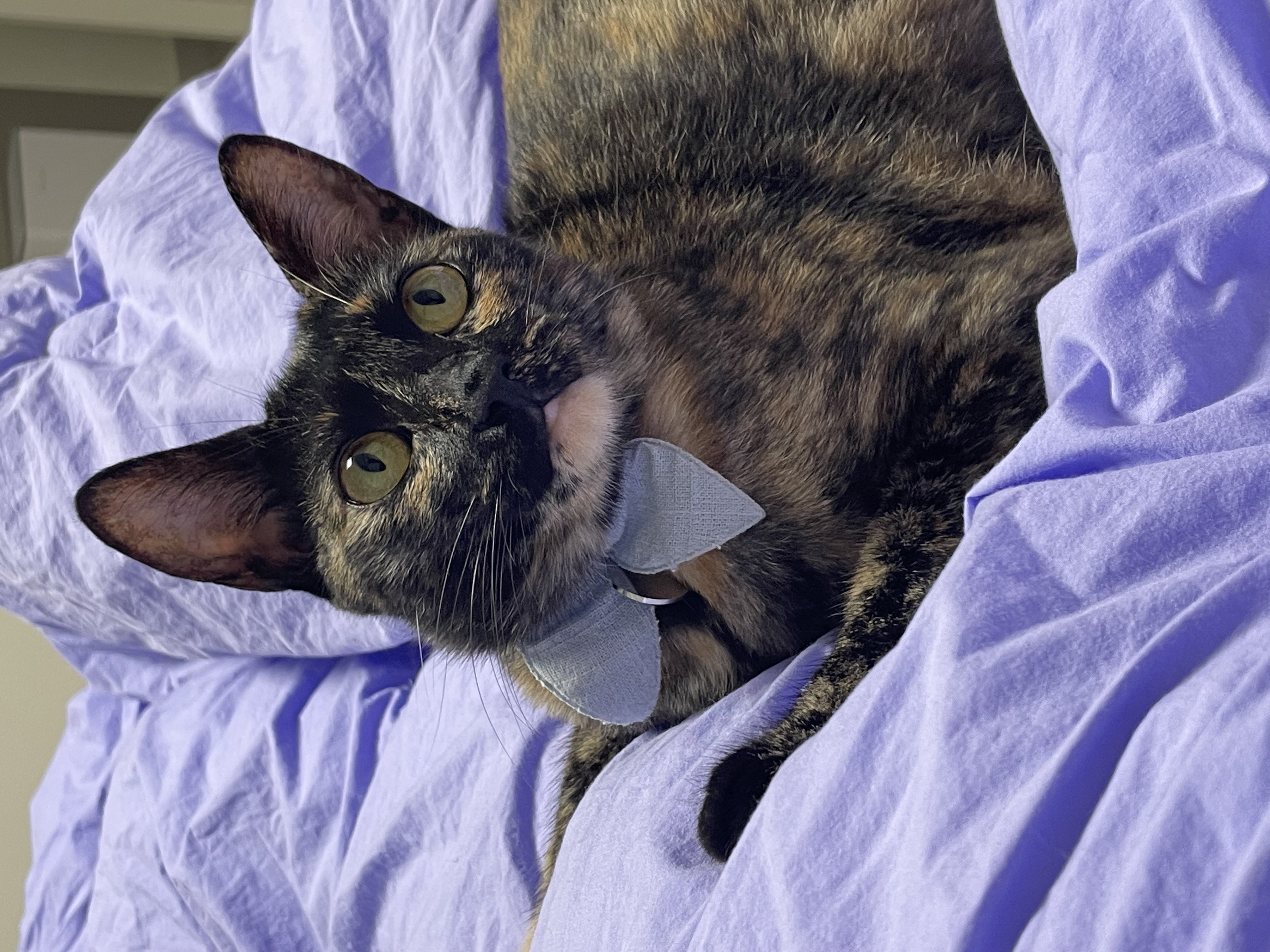 (전)고롱(현)미쯔 입양세달후기