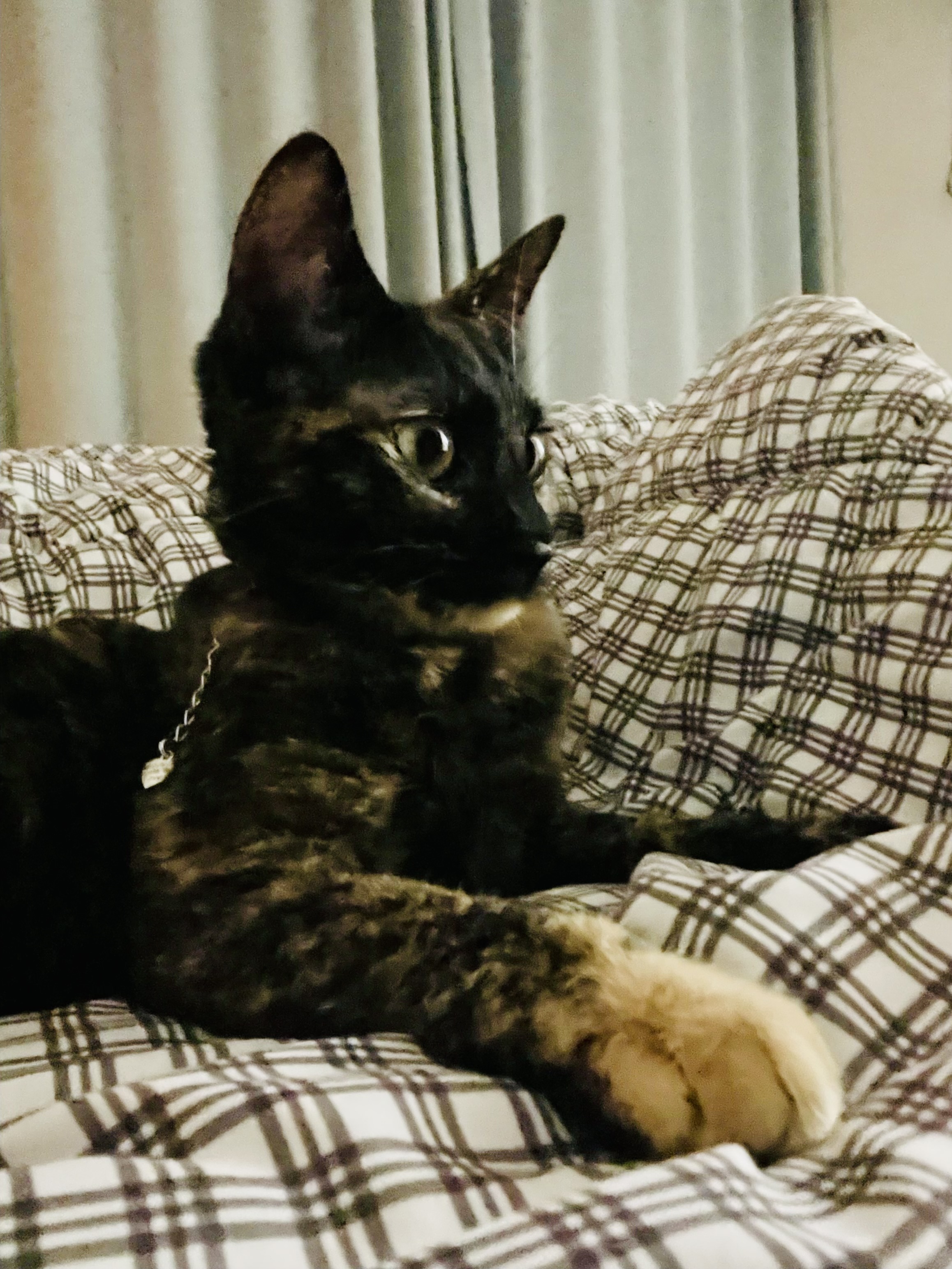 (전)고롱(현)미쯔 입양세달후기