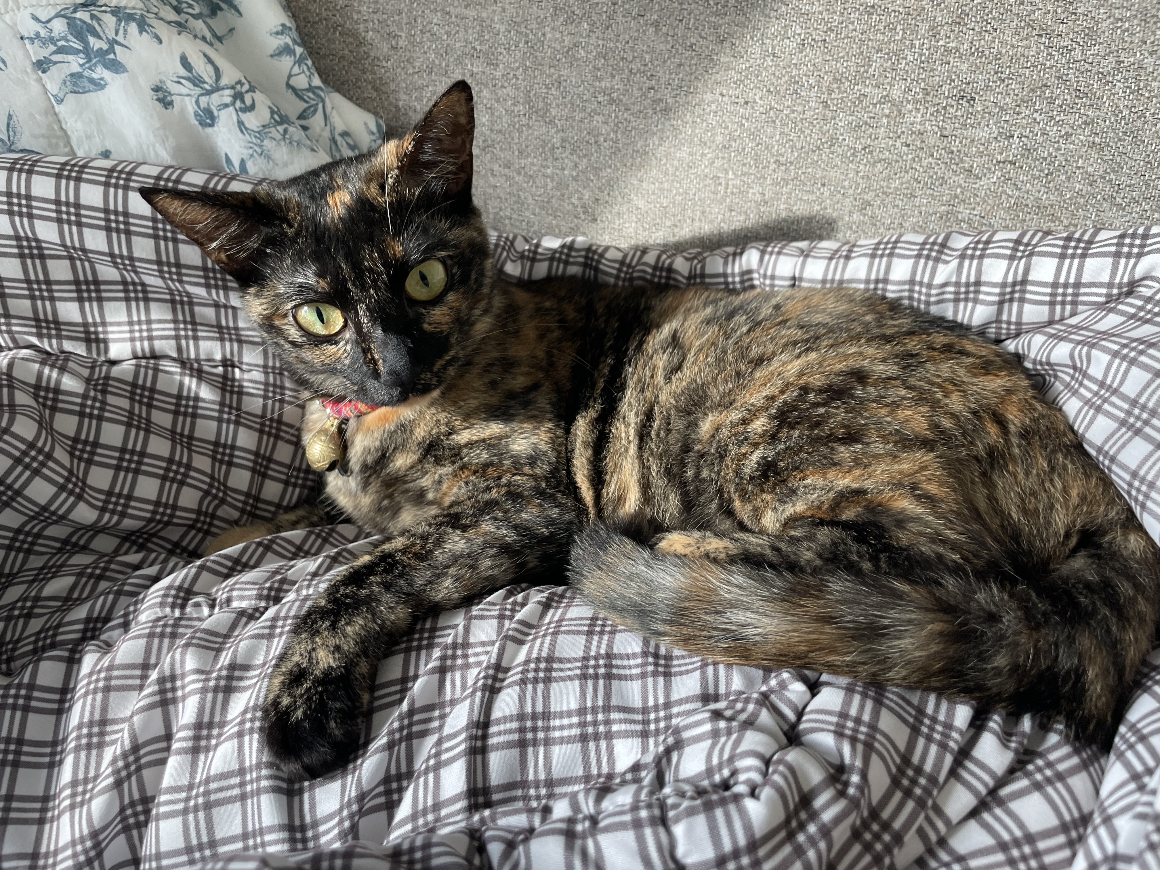 (전)고롱(현)미쯔 입양세달후기