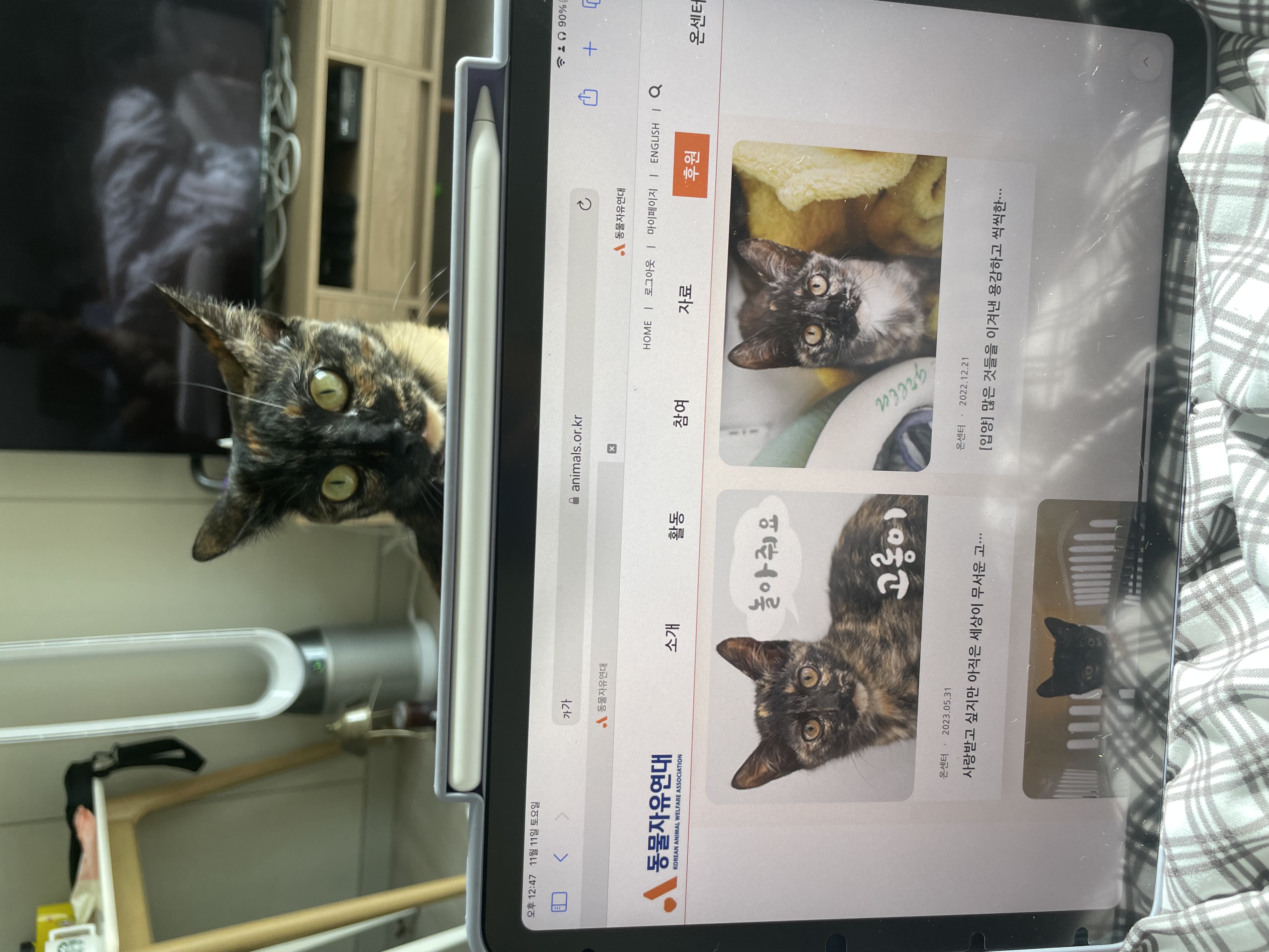 (전)고롱(현)미쯔 입양세달후기