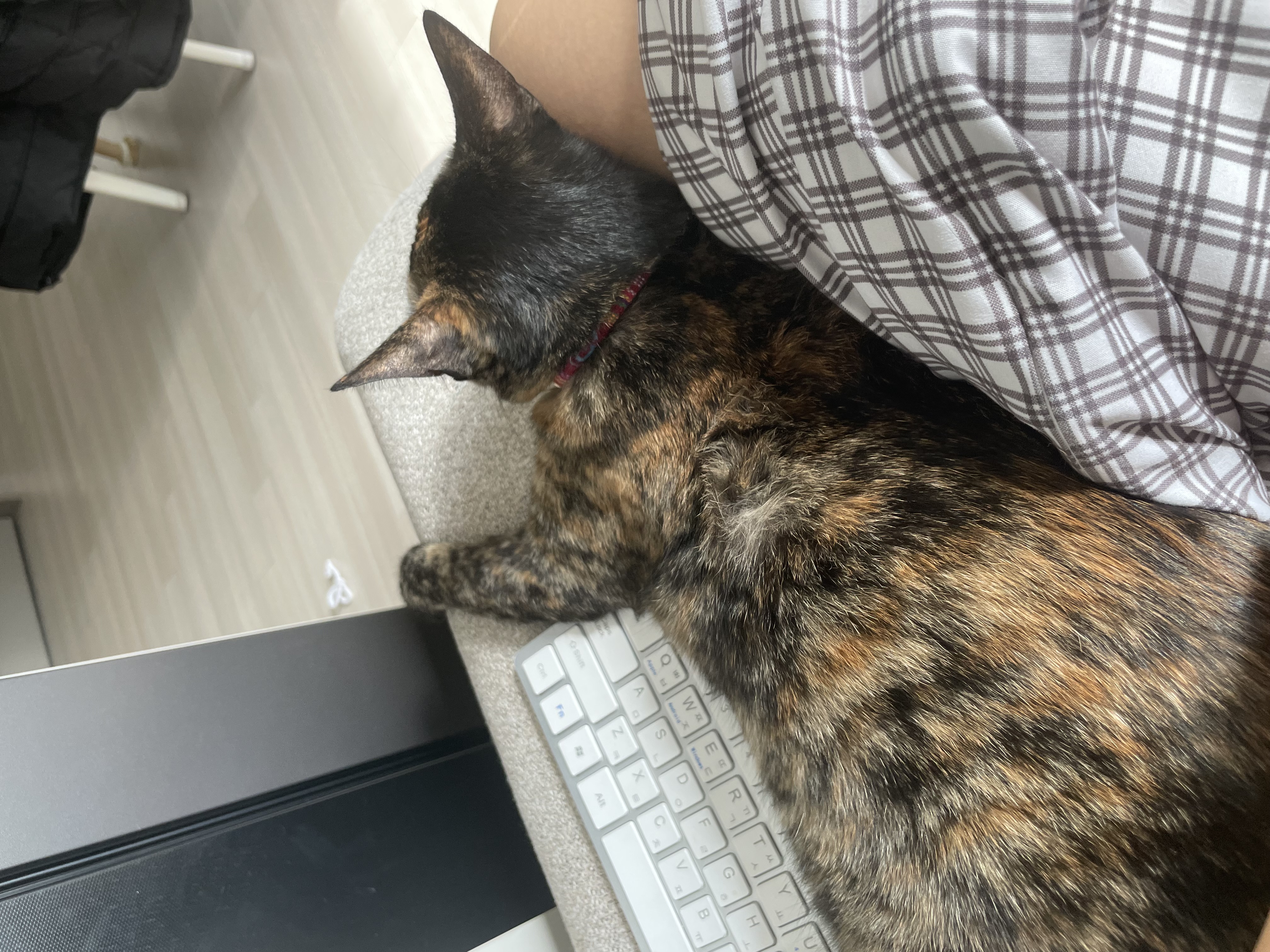 (전)고롱(현)미쯔 입양세달후기