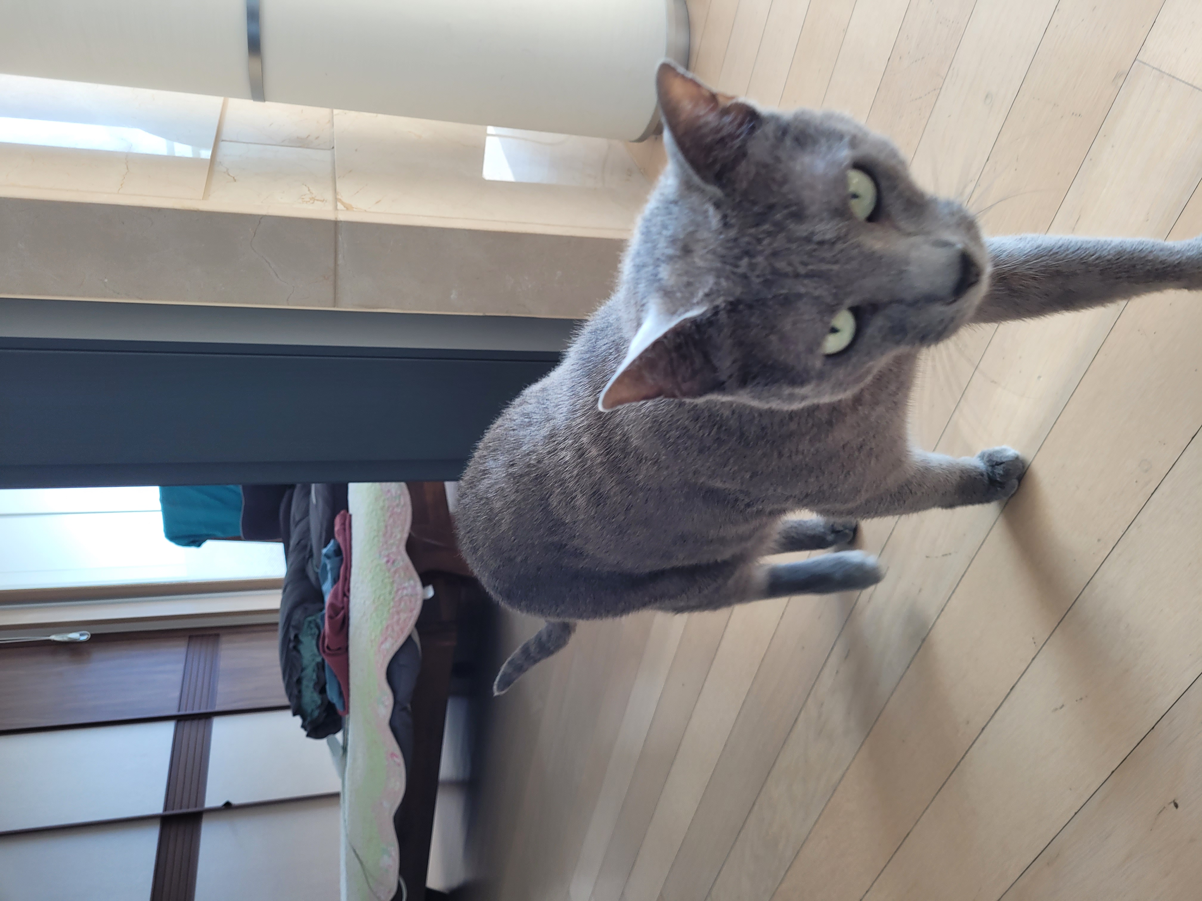 어느새 2년이 지난 밍키(러블이)