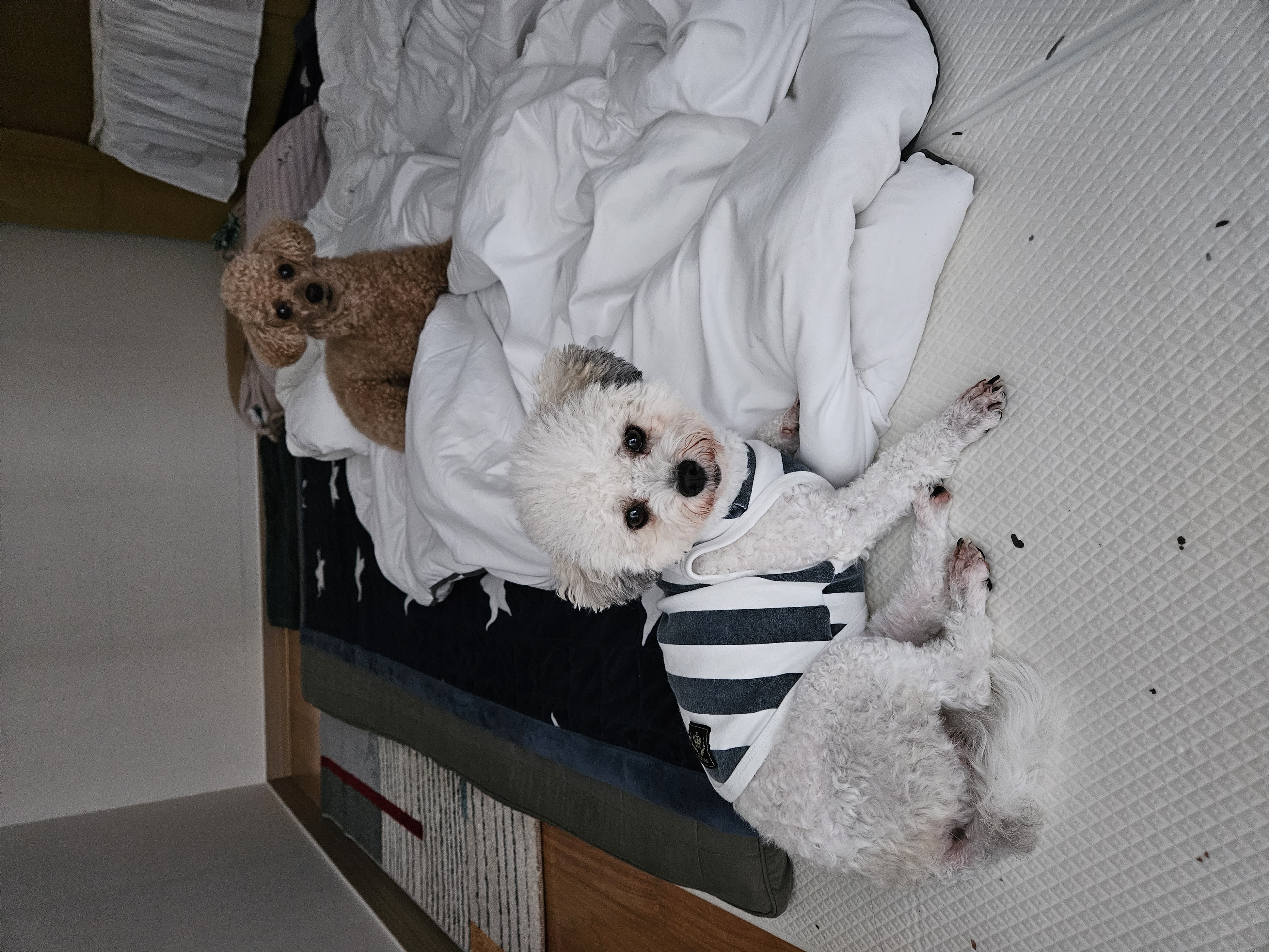 알록이(미소)3개월 소식