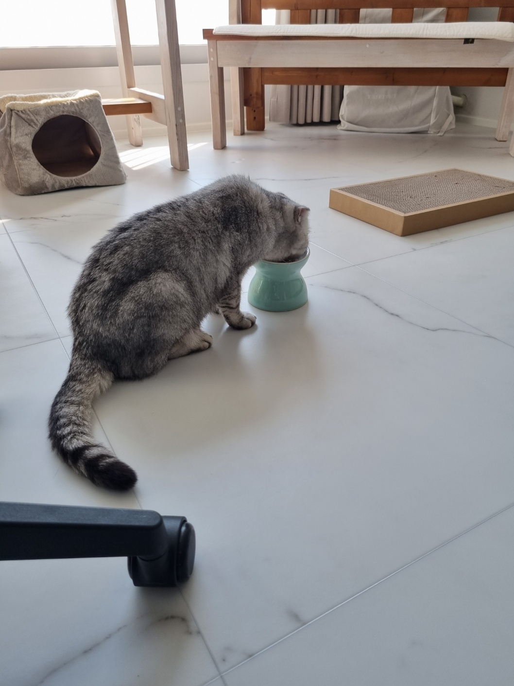 동엽이.살랑이 입양했어요!