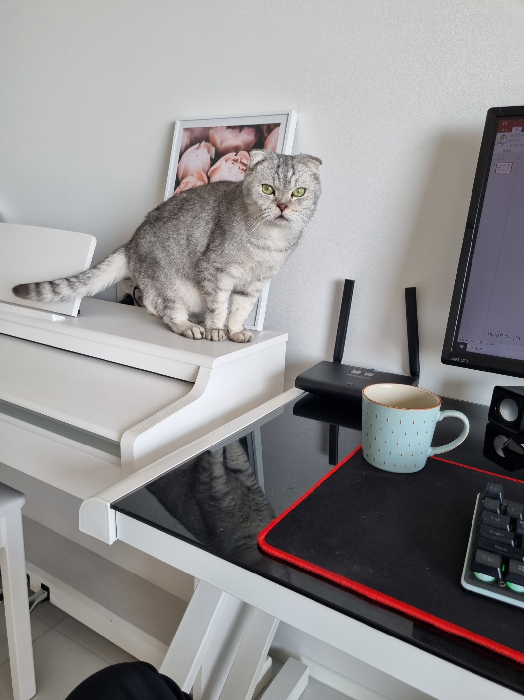 동엽이.살랑이 입양했어요!