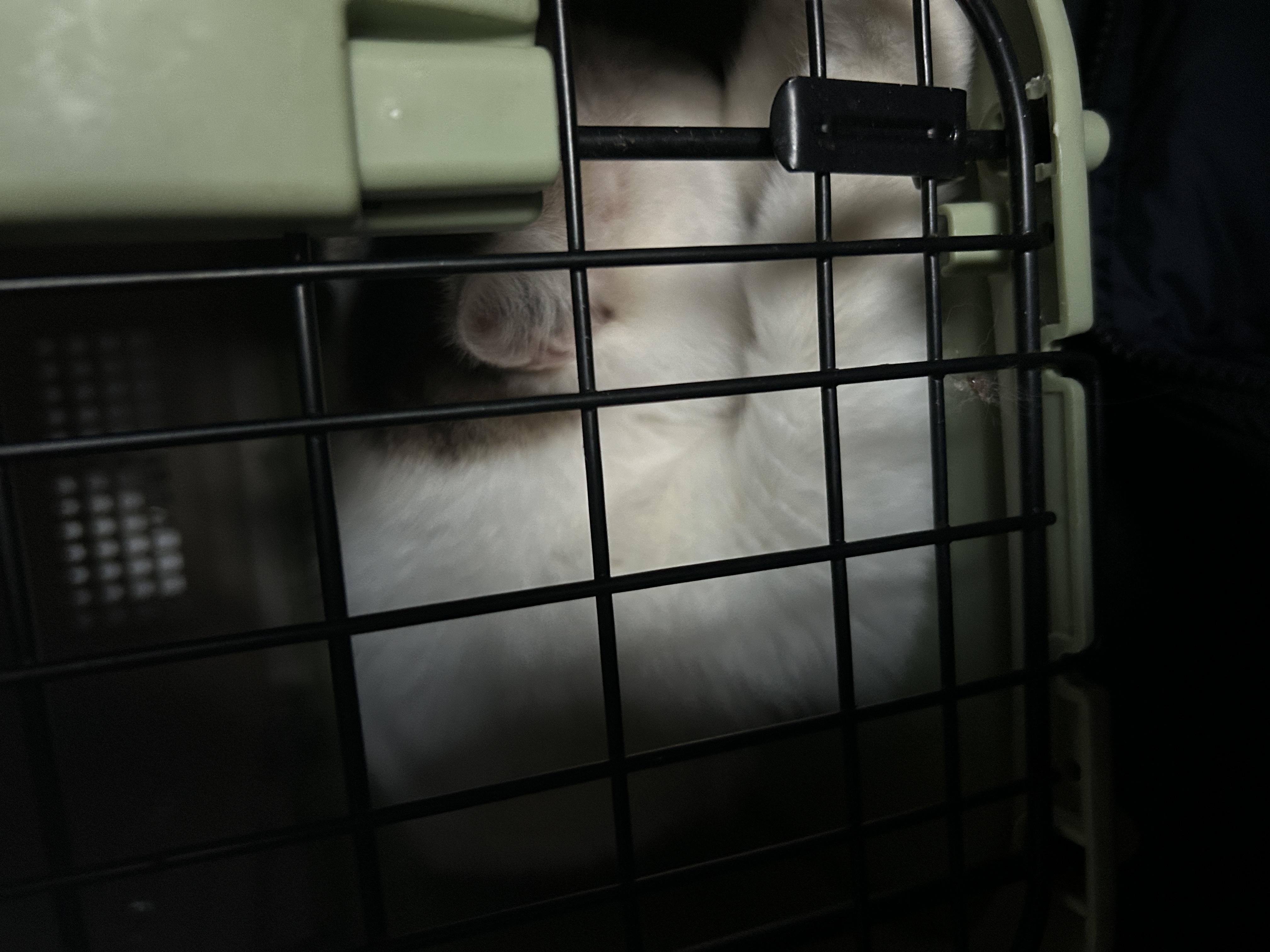 동엽이.살랑이 입양했어요!