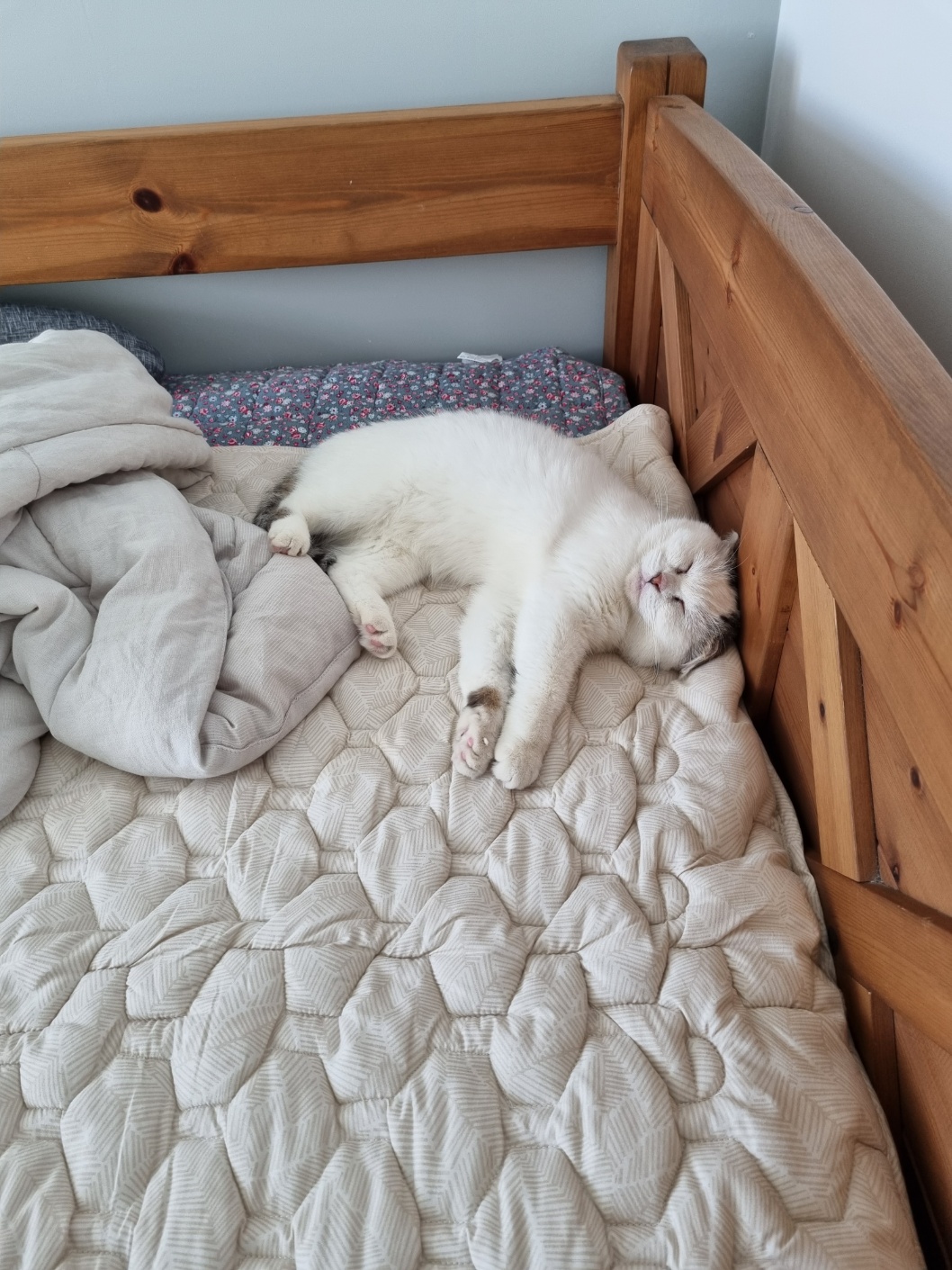 동엽이.살랑이 입양했어요!