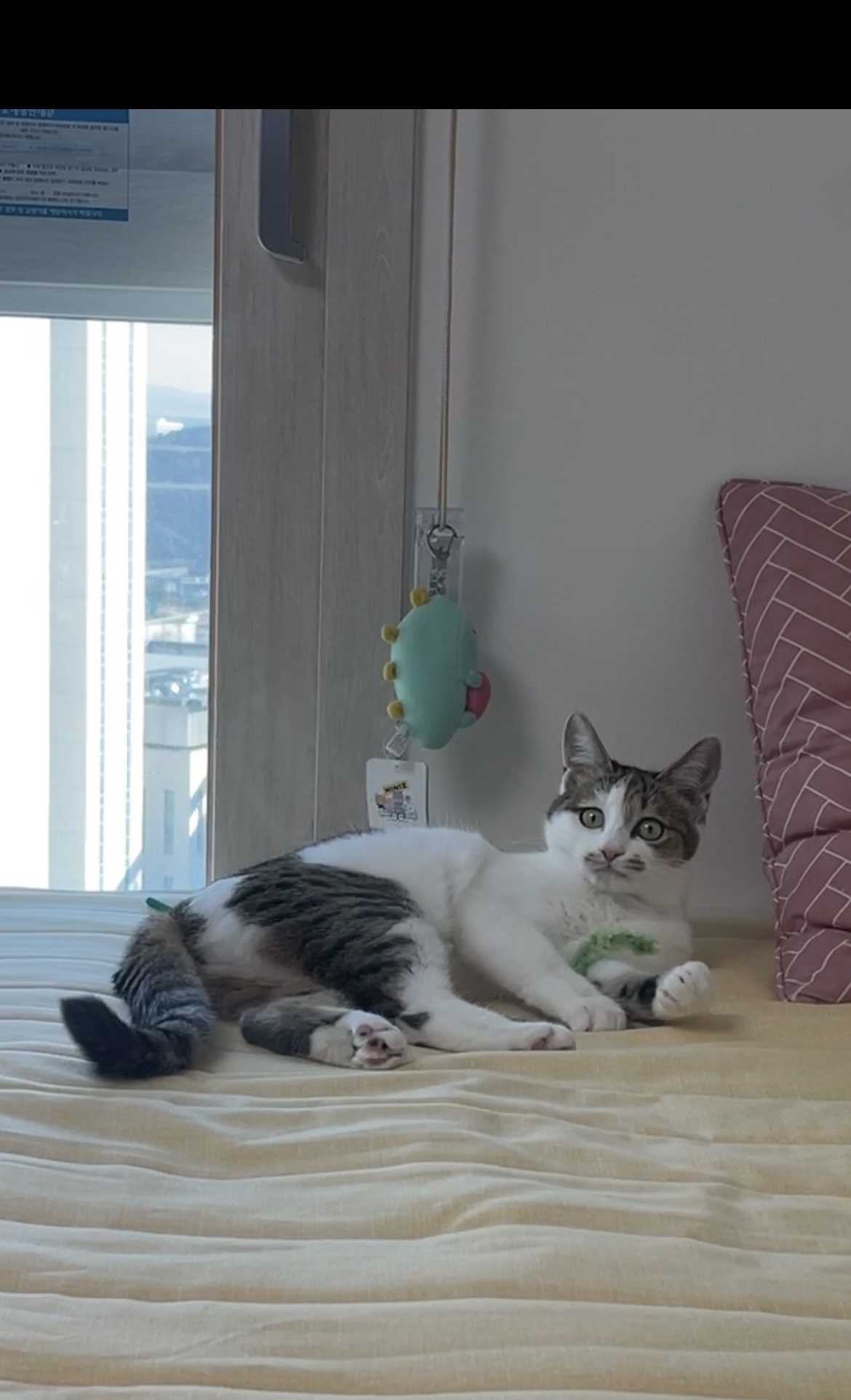 (이튼이) 로지의 일주일