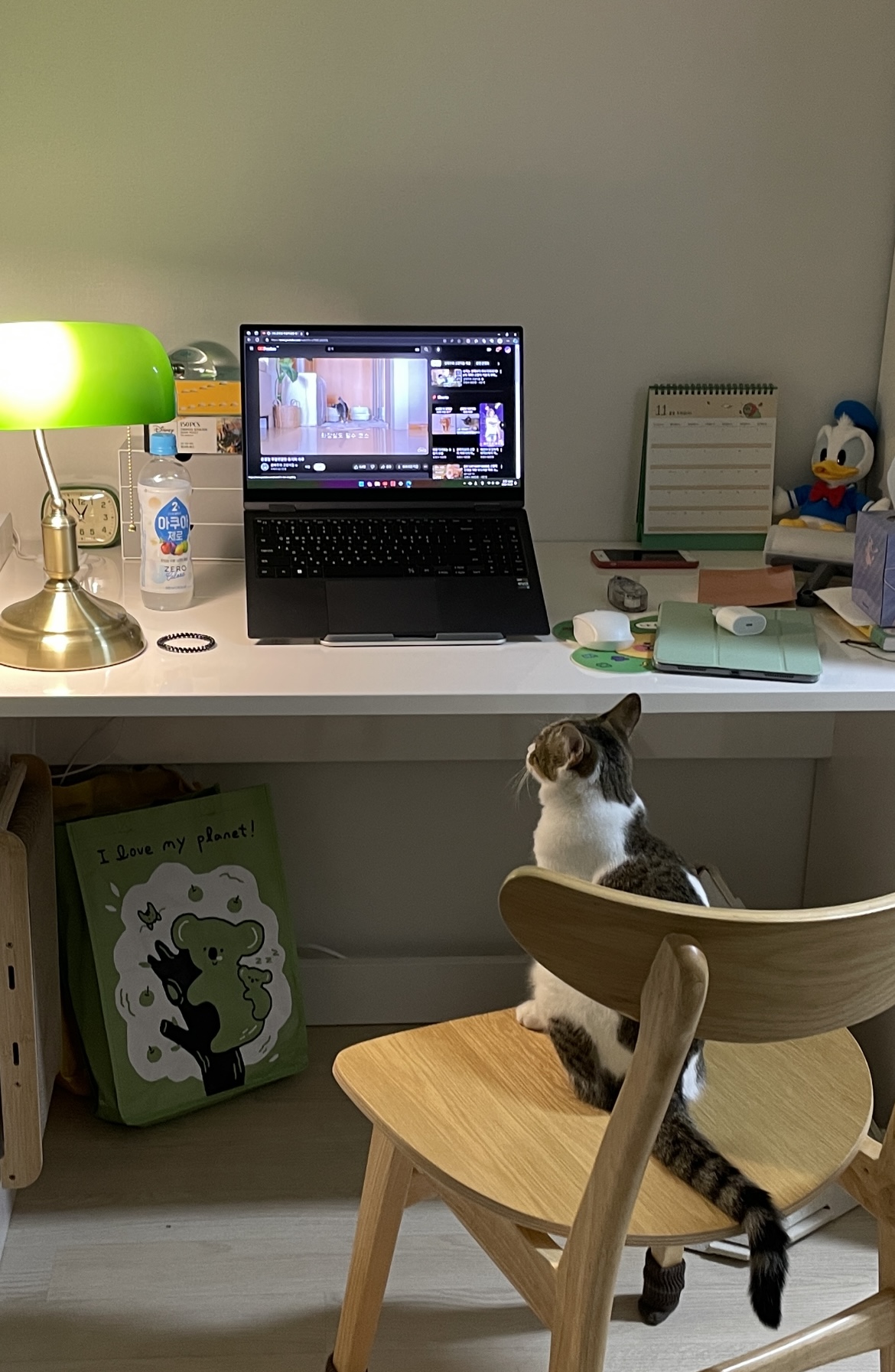 (이튼이) 로지의 일주일