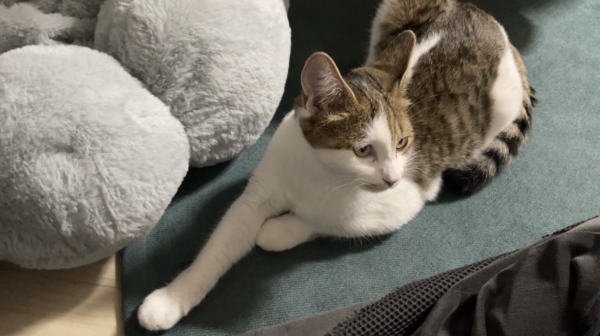 (이튼이) 로지의 일주일