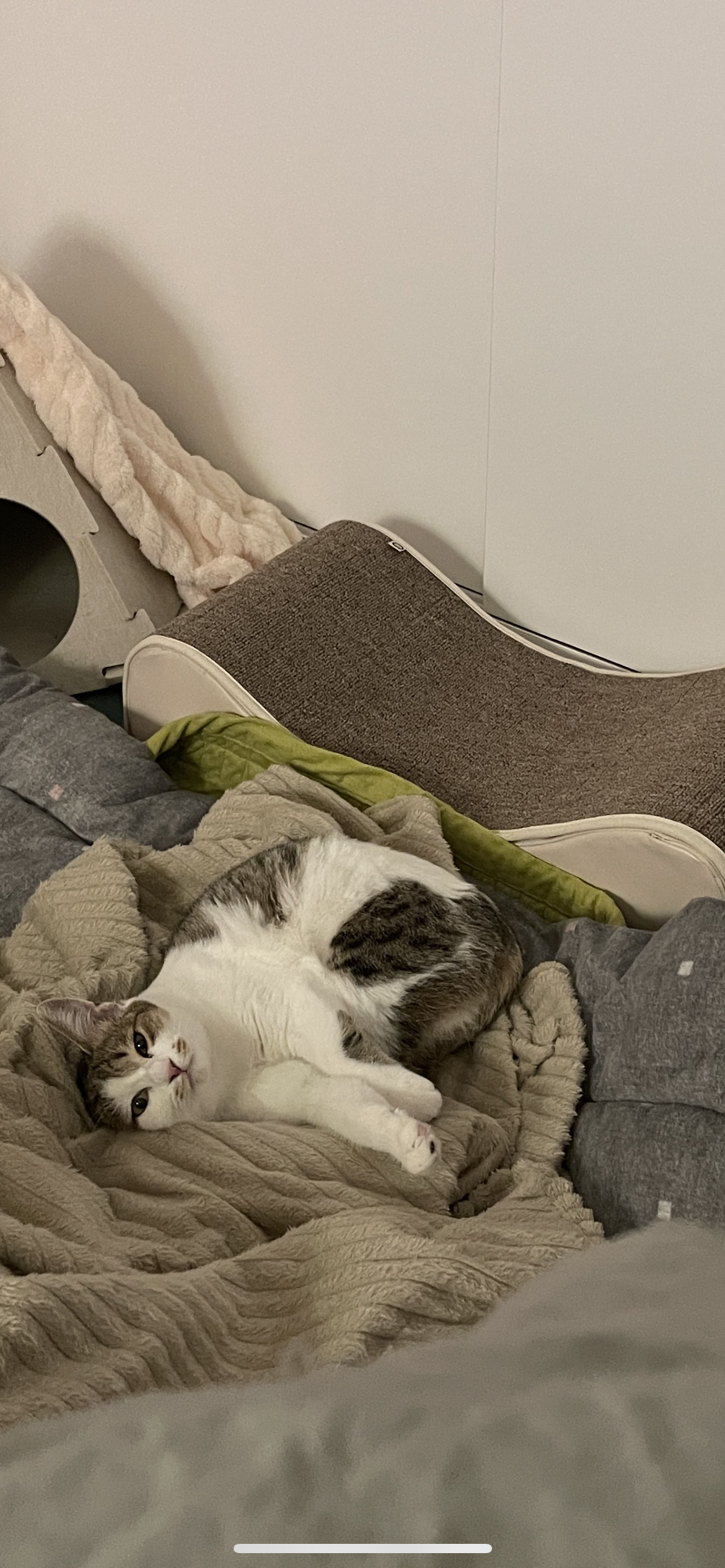 (이튼이) 로지의 일주일