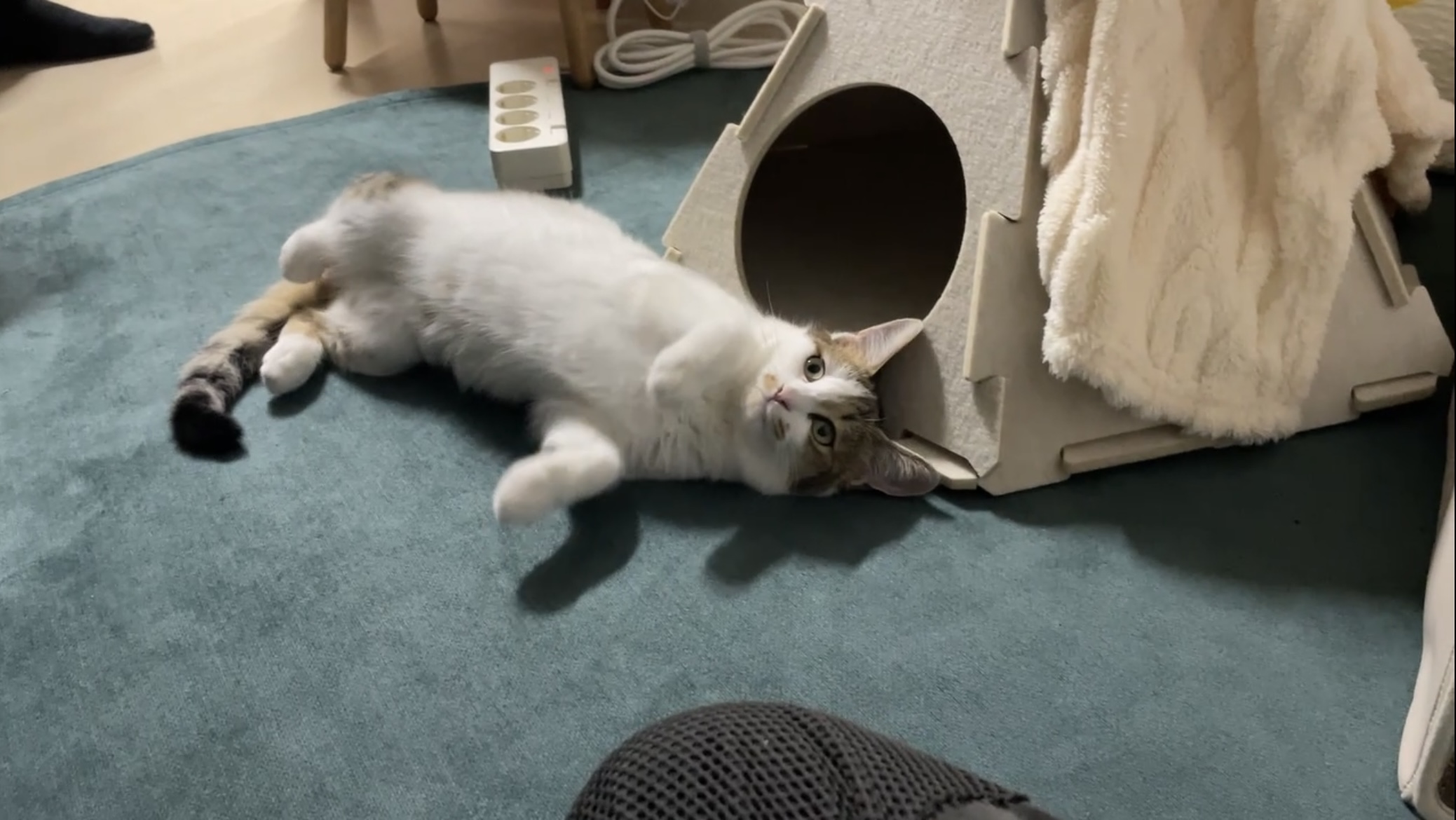 (이튼이) 로지의 일주일