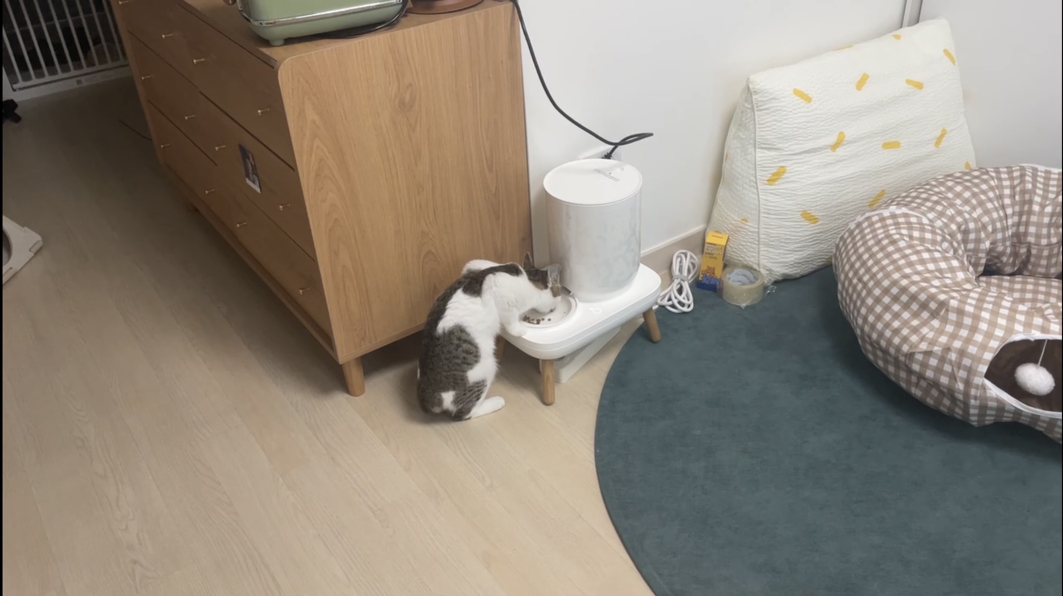 (이튼이) 로지의 일주일