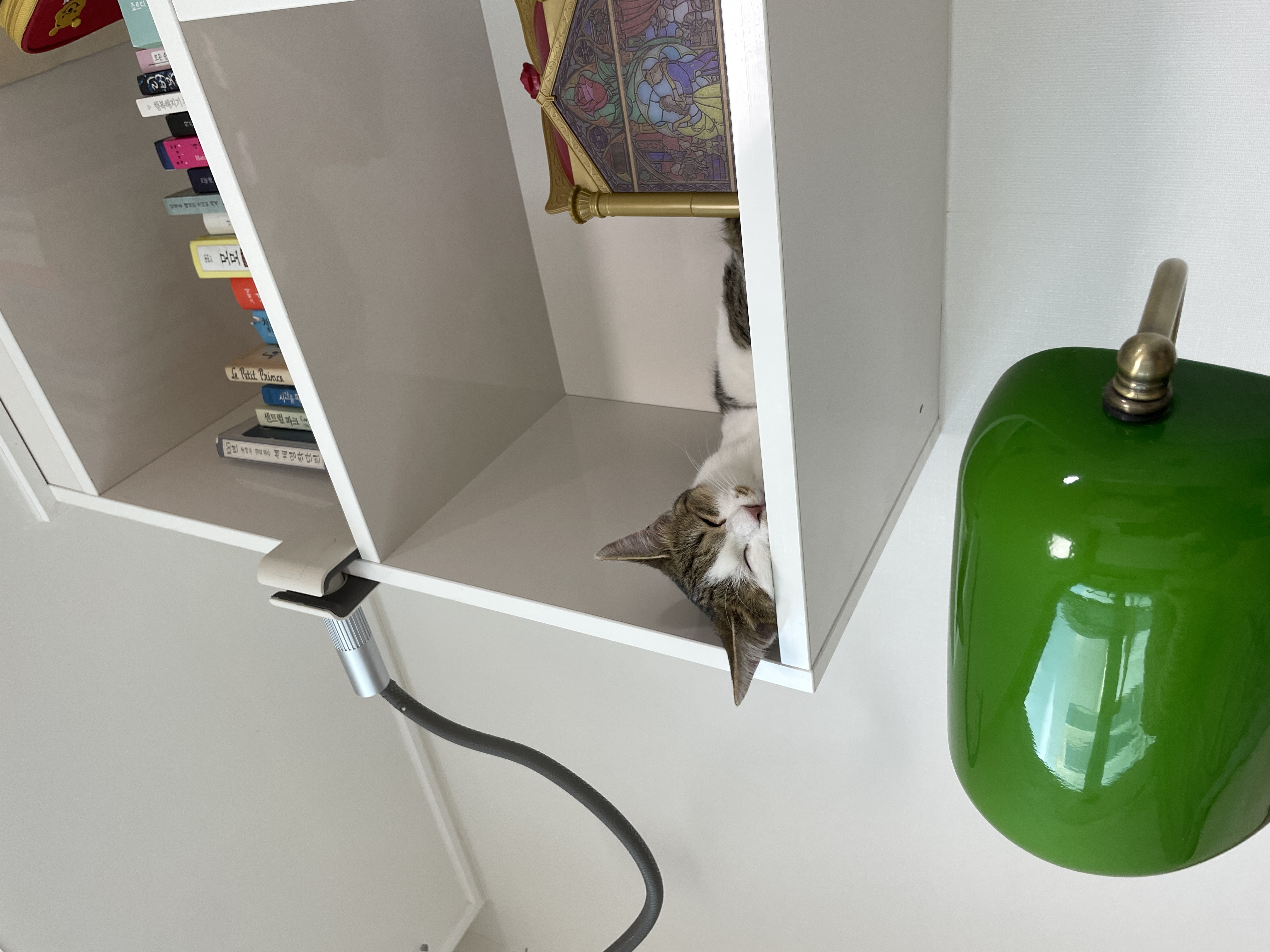 (이튼이) 로지의 일주일