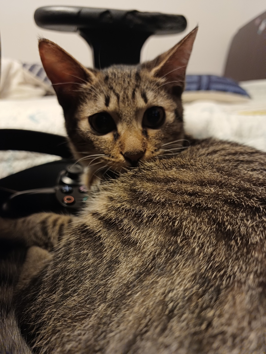 입양 5주차 천방지축 (구)승희 (현)길동