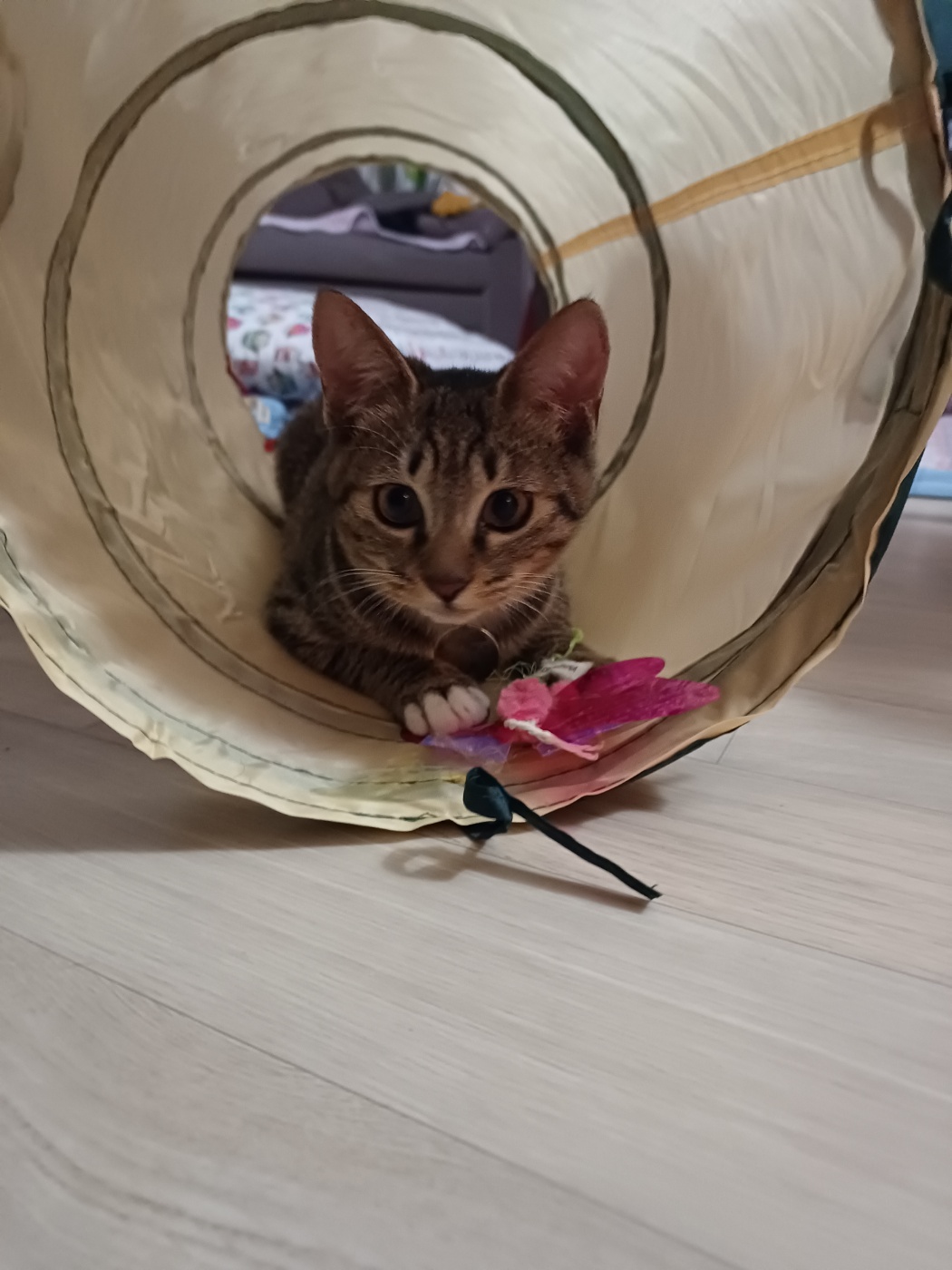 입양 5주차 천방지축 (구)승희 (현)길동