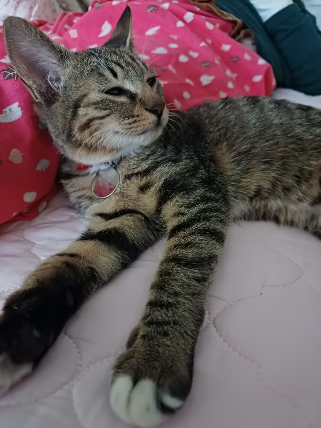 입양 5주차 천방지축 (구)승희 (현)길동