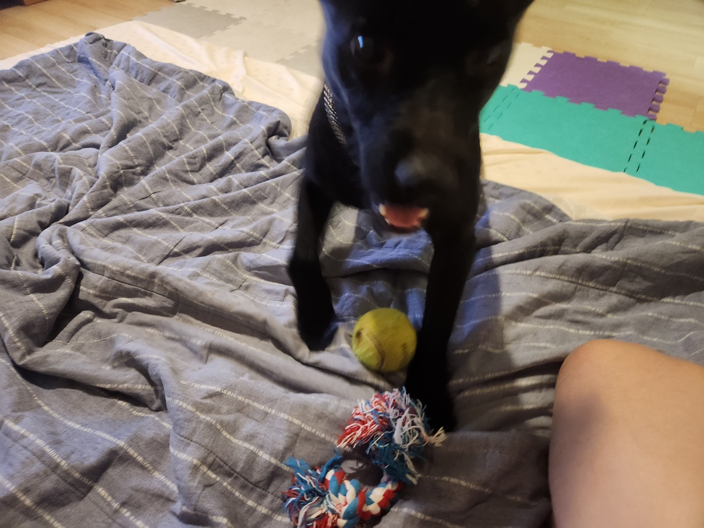 제로와 가족이 된 지 벌써 1년이 됐네요.