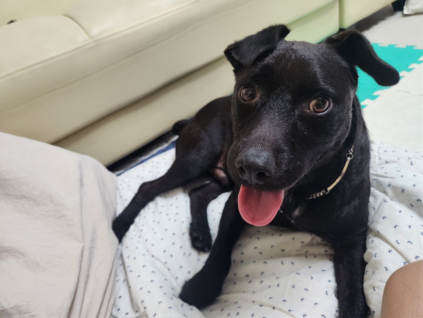 제로와 가족이 된 지 벌써 1년이 됐네요.