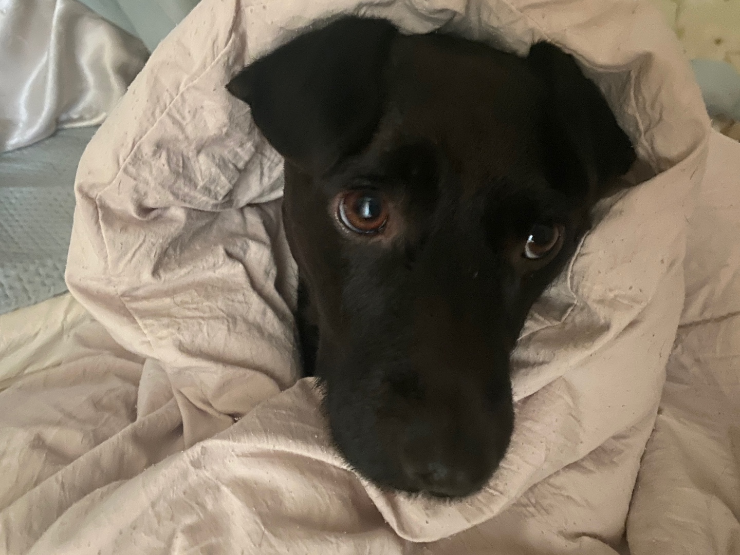 제로와 가족이 된 지 벌써 1년이 됐네요.