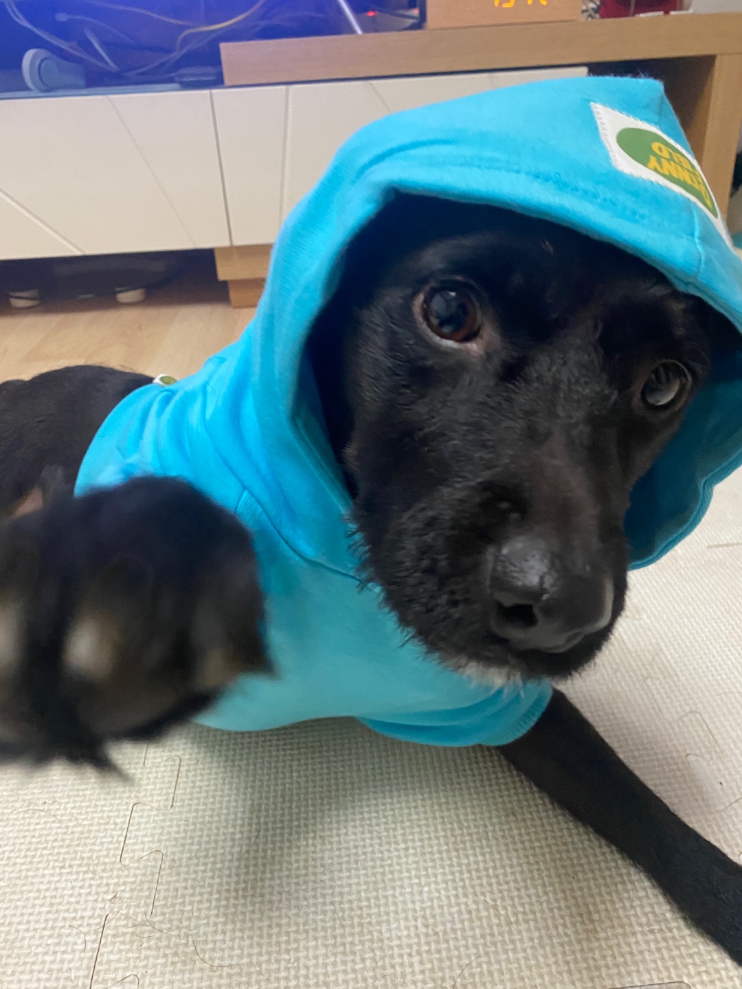 제로와 가족이 된 지 벌써 1년이 됐네요.