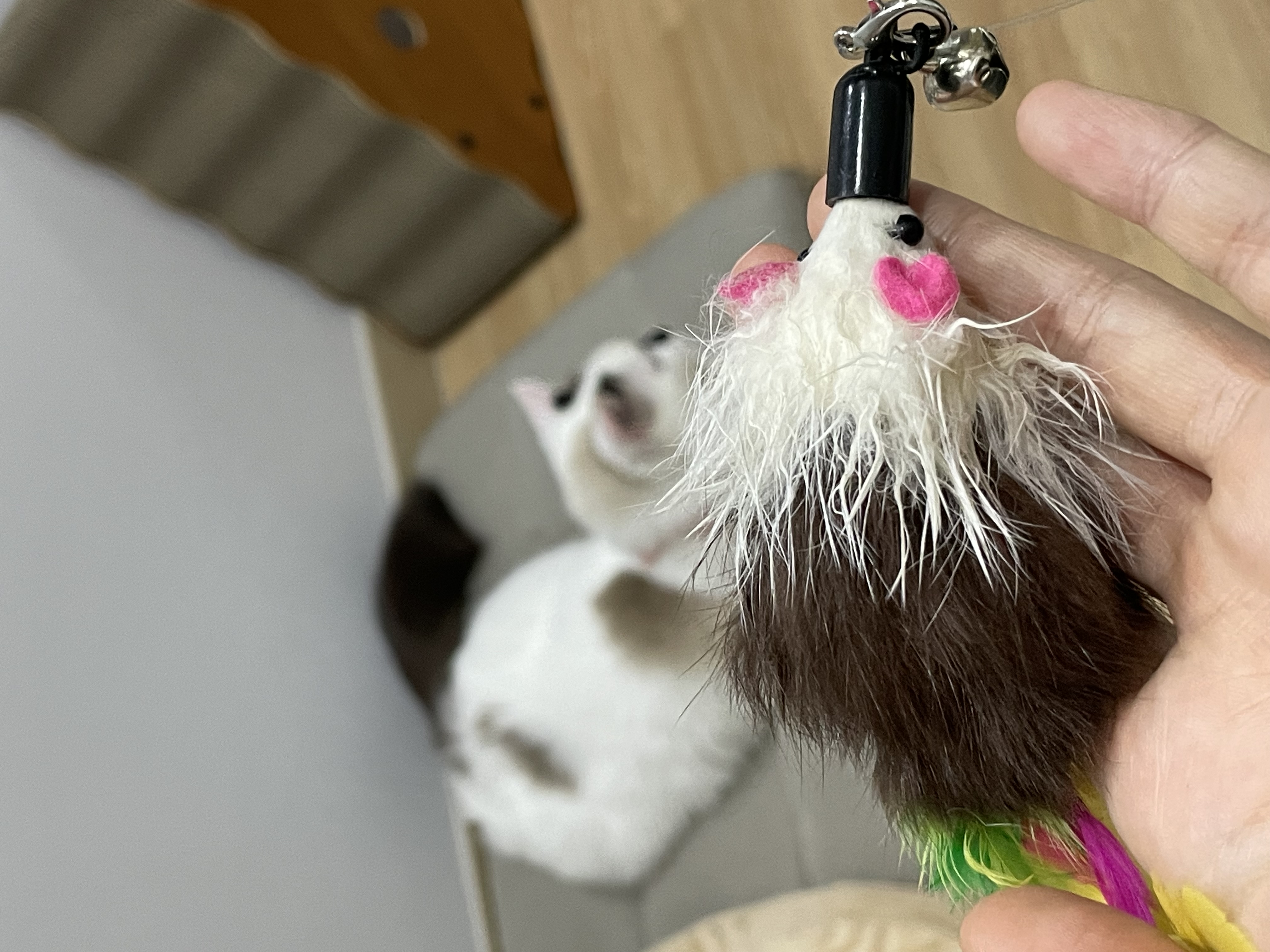 썸씽이에서 달로🌙 입양전제 임시보호 일주일차