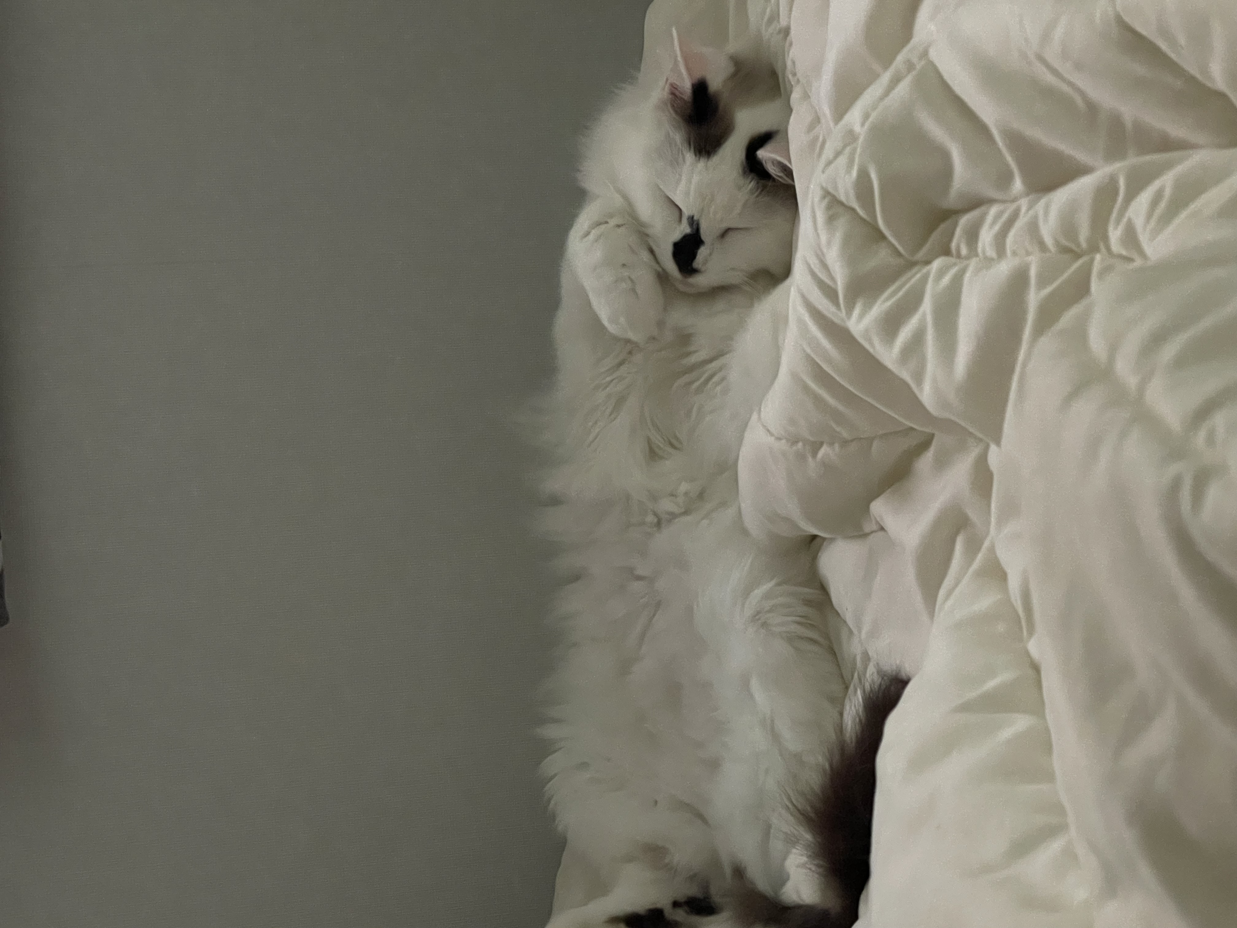 썸씽이에서 달로🌙 입양전제 임시보호 일주일차