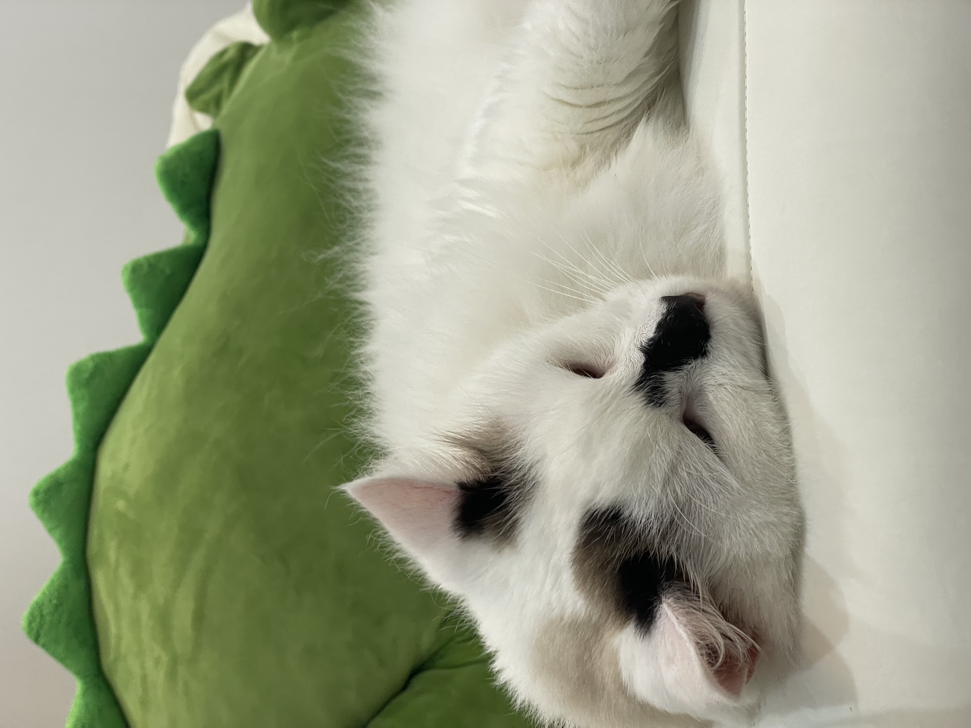 썸씽이에서 달로🌙 입양전제 임시보호 일주일차